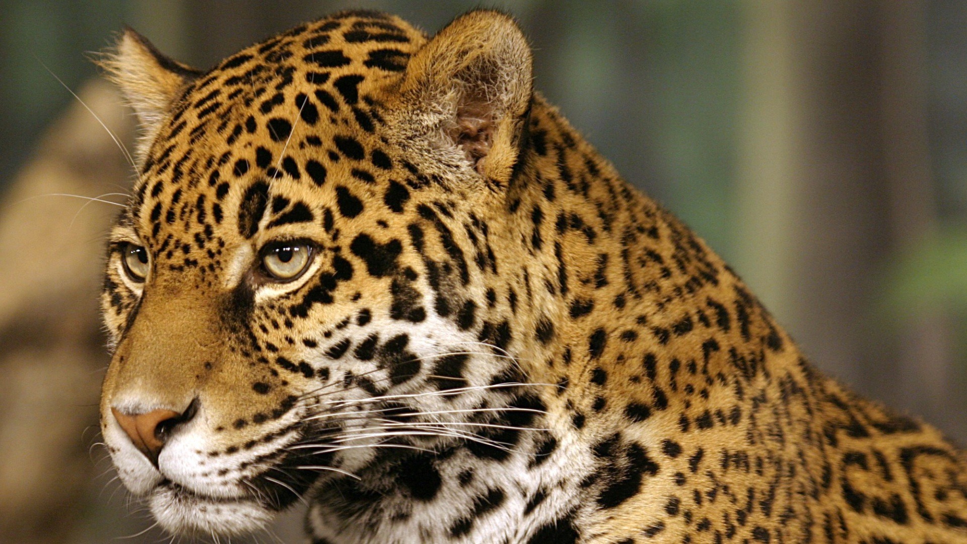 Handy-Wallpaper Leopard, Katzen, Tiere kostenlos herunterladen.