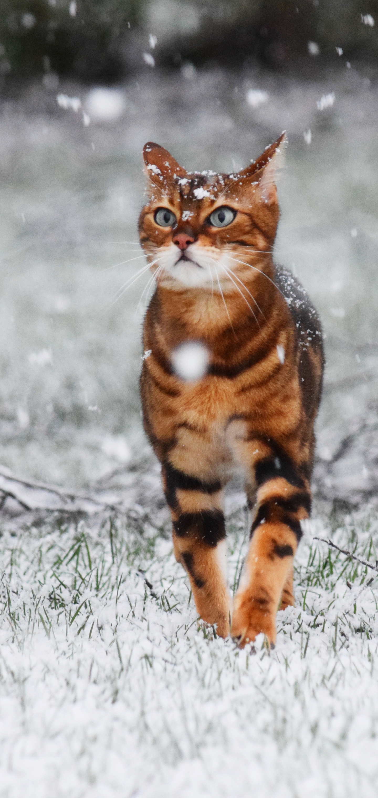 Handy-Wallpaper Tiere, Winter, Katzen, Schnee, Katze, Schneefall kostenlos herunterladen.