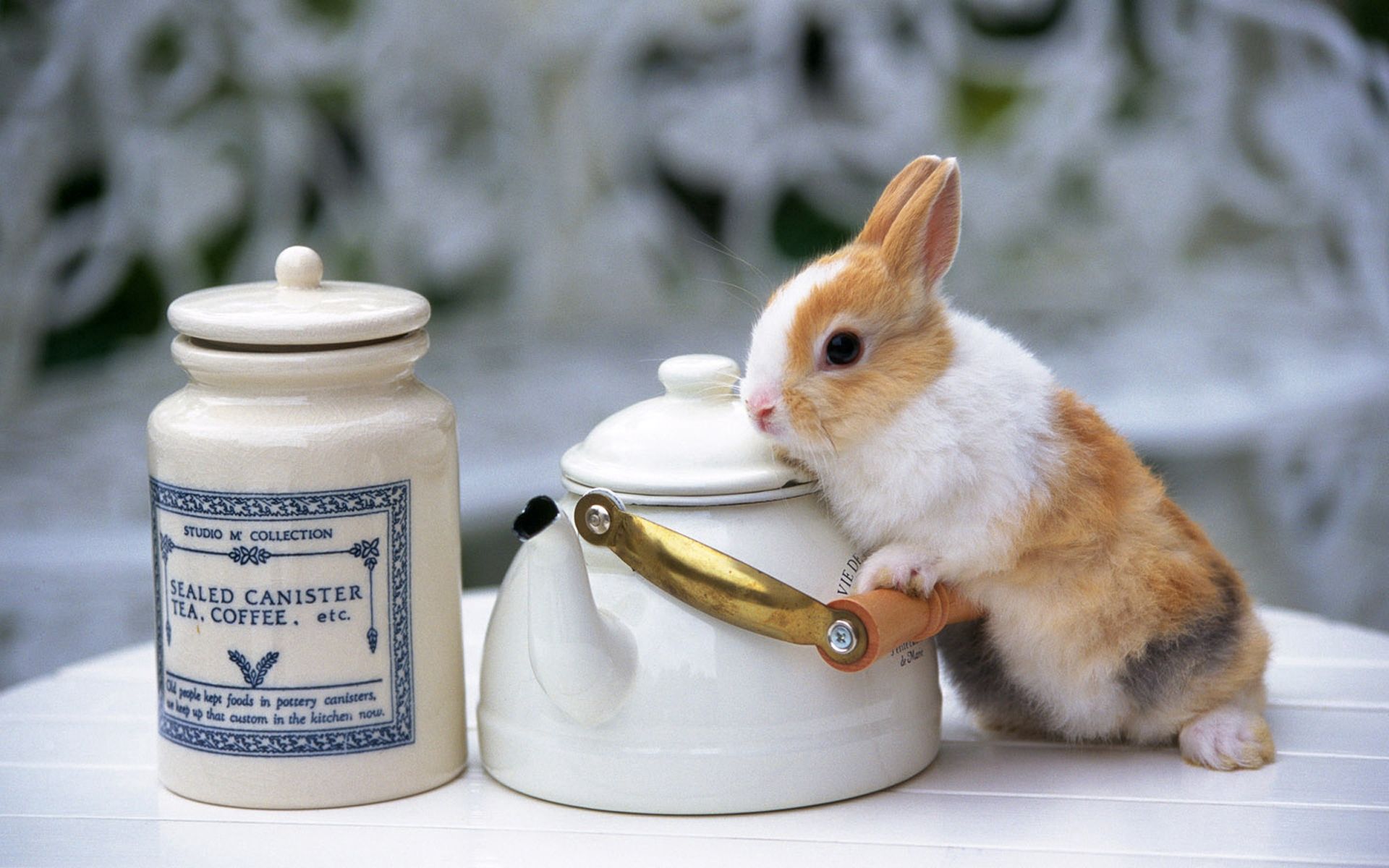 rabbit, animals, beautiful, table, teapot, kettle High Definition image