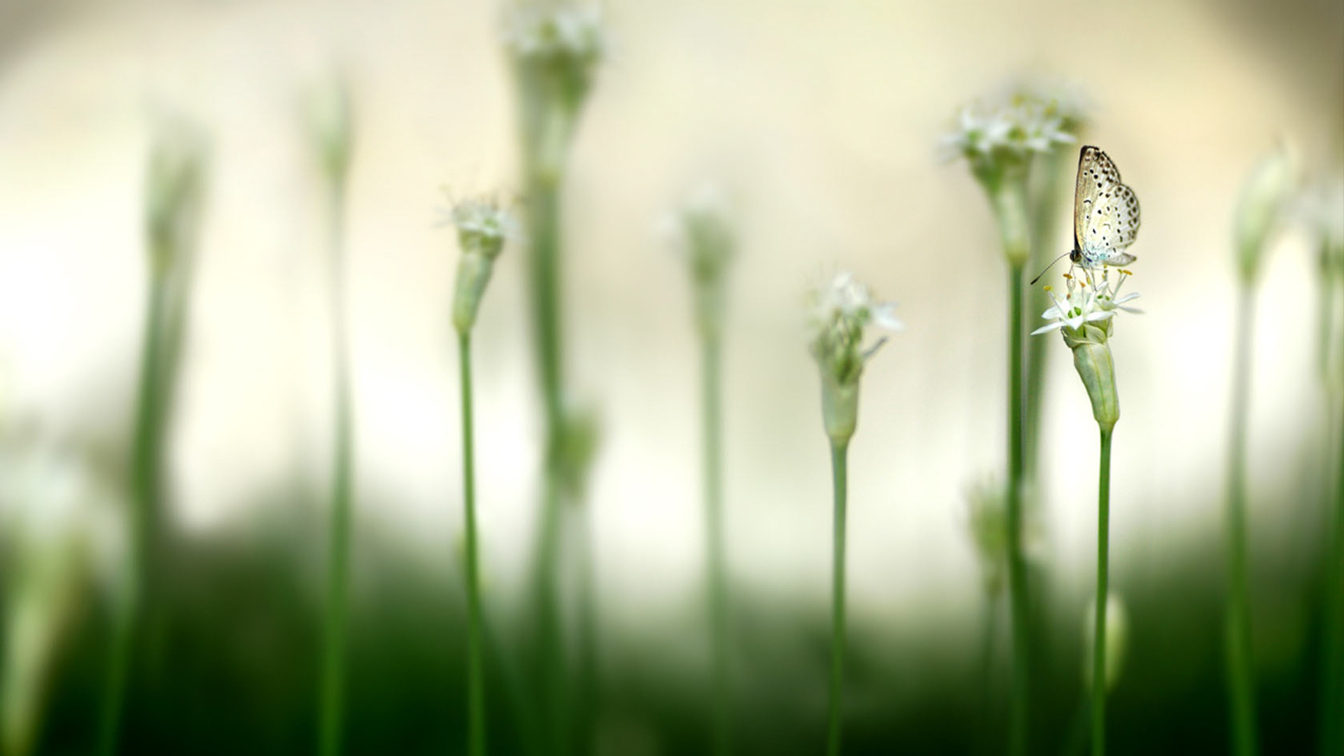 Téléchargez gratuitement l'image Fleurs, Fleur, Terre/nature sur le bureau de votre PC