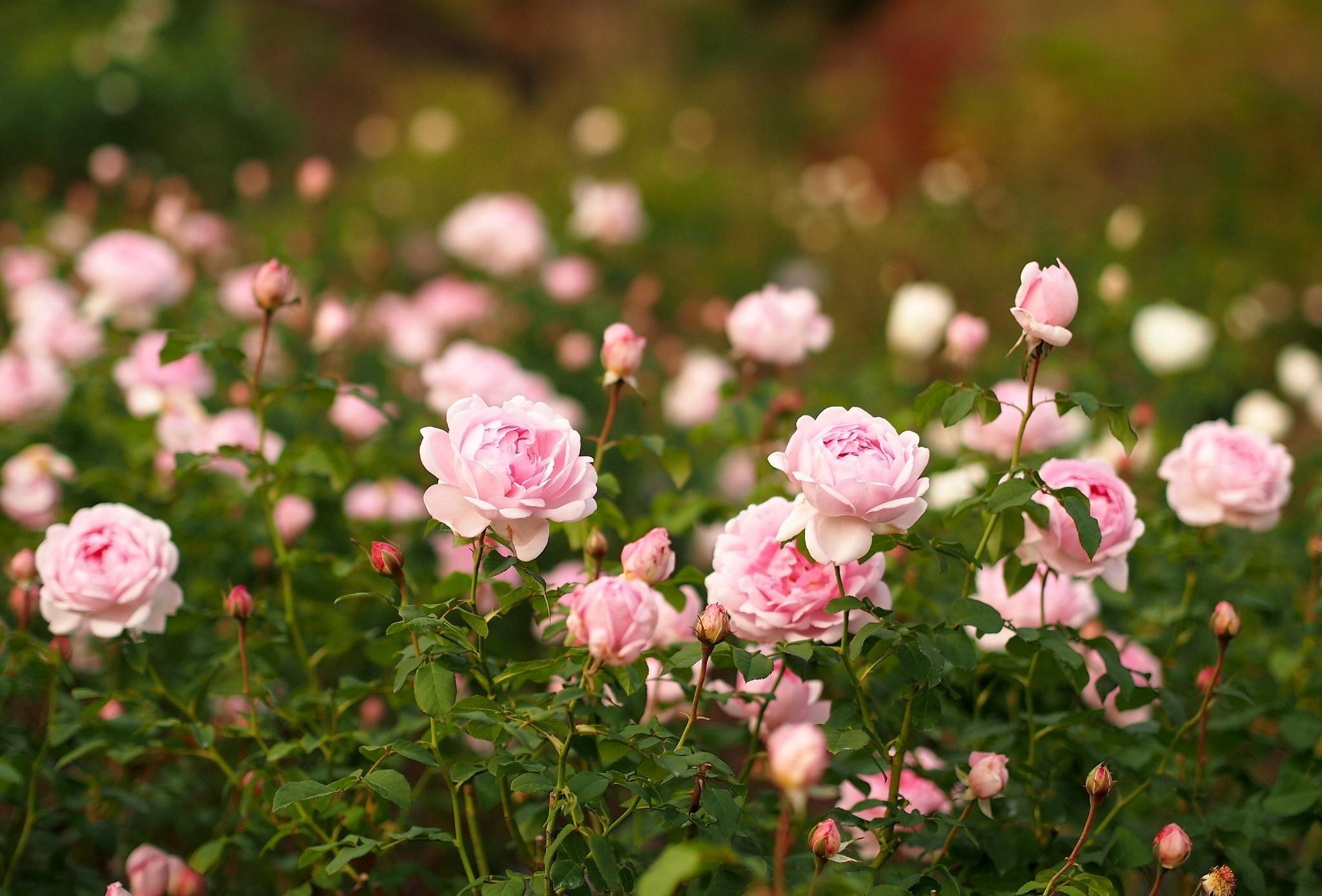 77478 скачать обои розы, цветы, резкость, сад, клумба - заставки и картинки бесплатно
