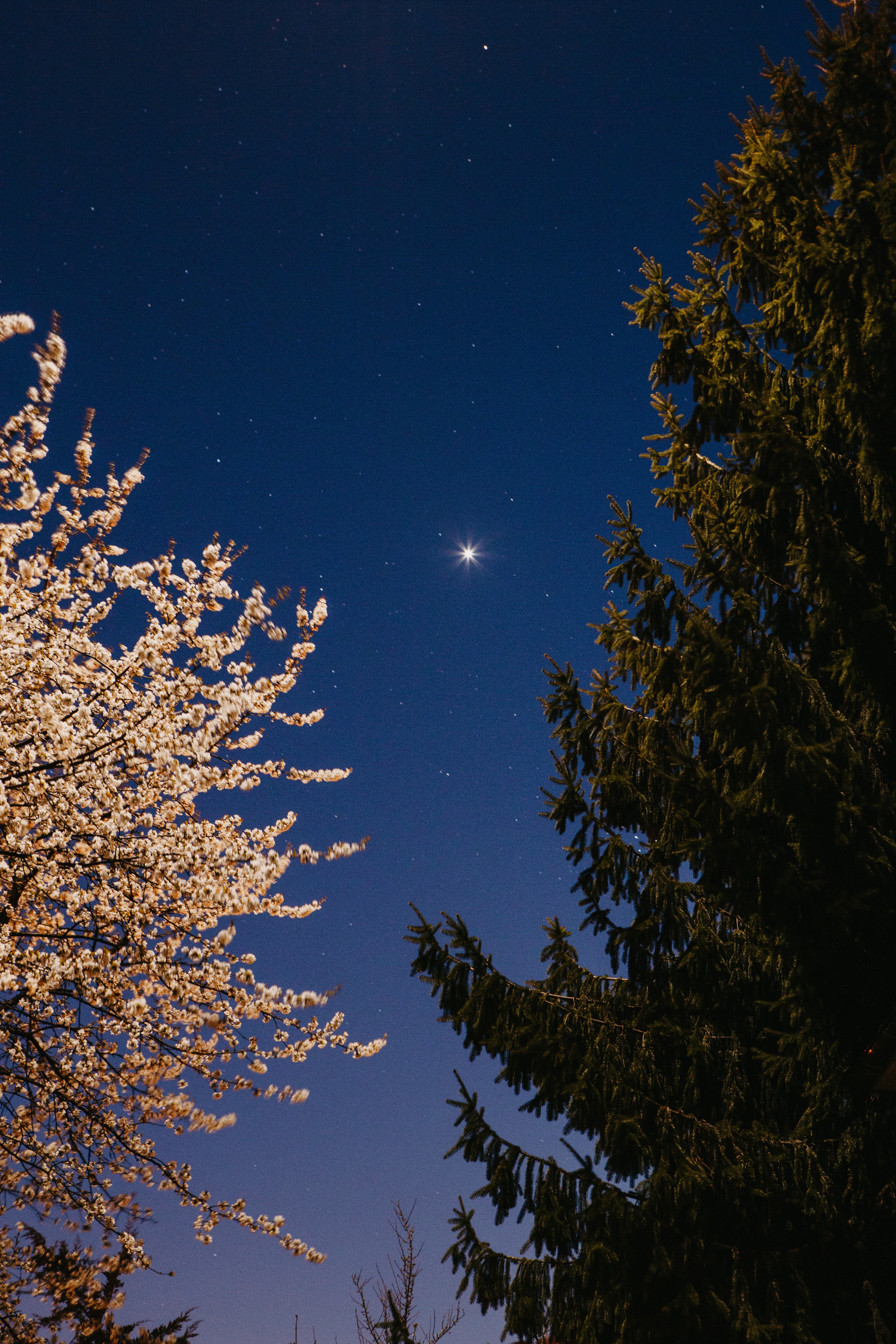 Free download wallpaper Starry Sky, Fir, Nature, Trees, Spruce, Flowering, Bloom on your PC desktop