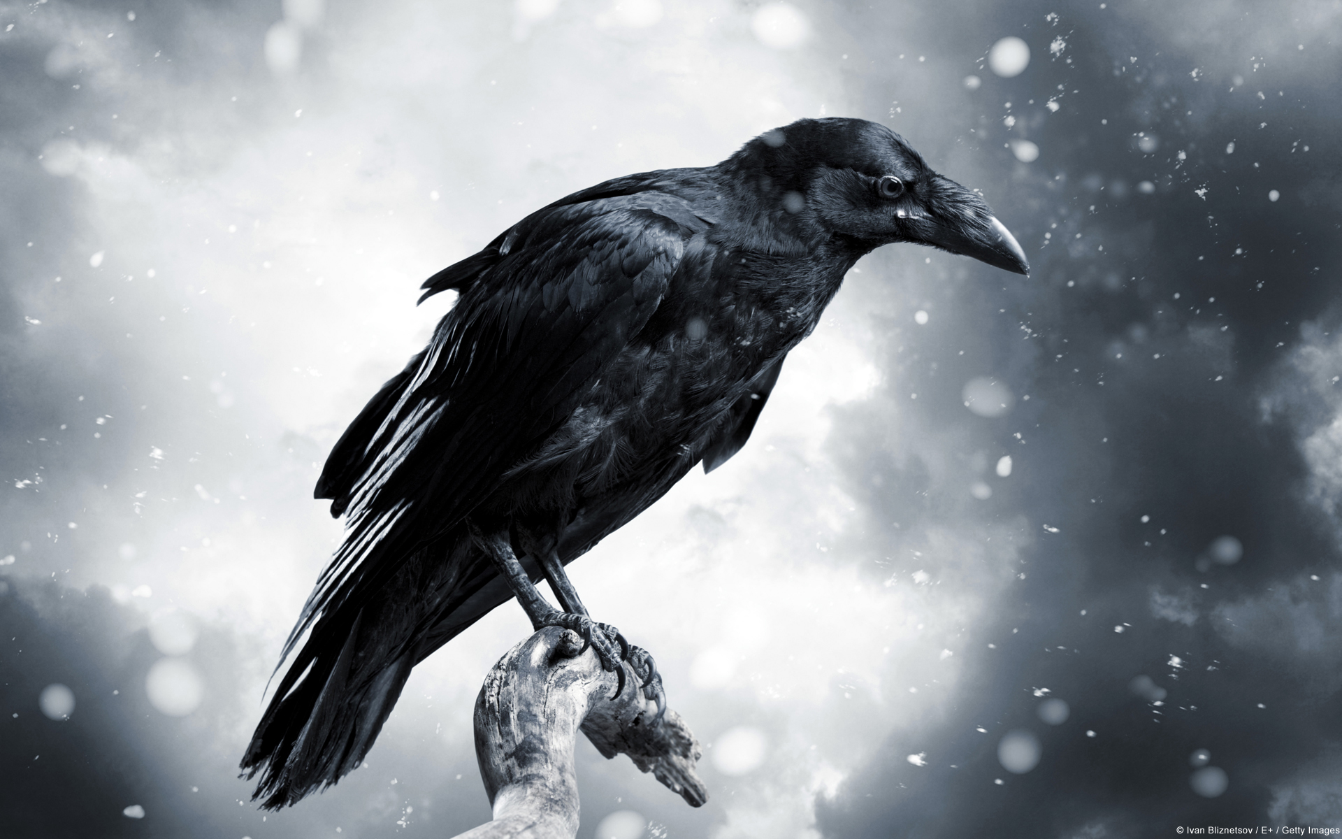 Download mobile wallpaper Birds, Bird, Animal, Raven, Snowfall for free.
