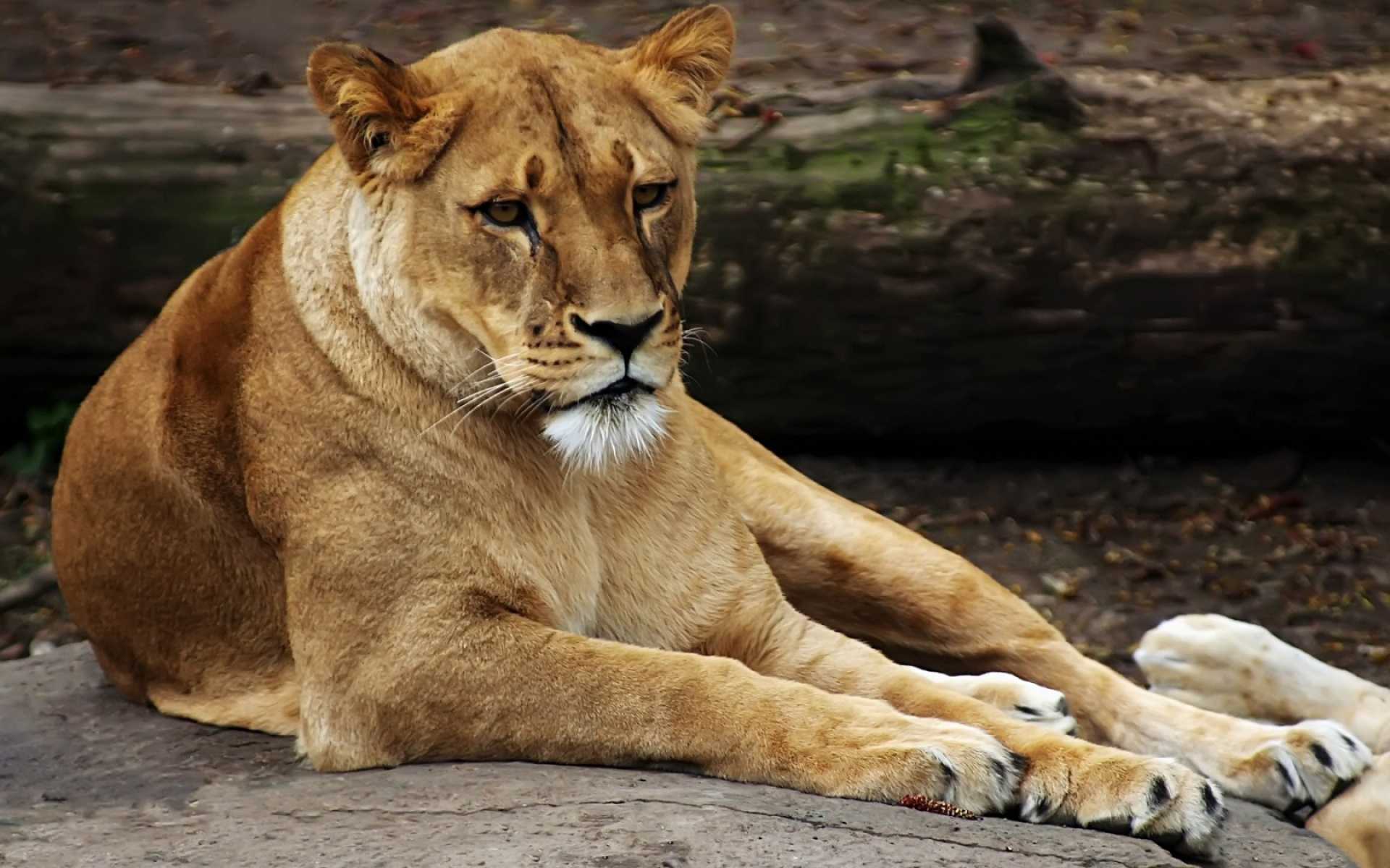 Téléchargez des papiers peints mobile Animaux, Chats, Lion gratuitement.