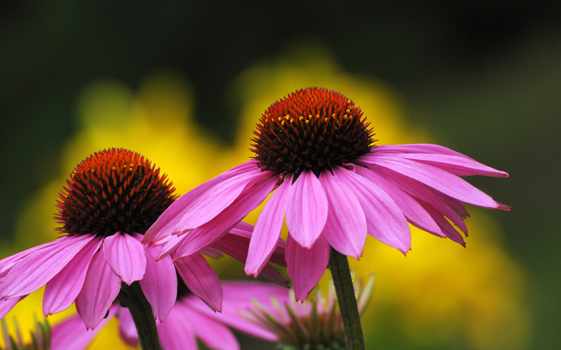 Laden Sie das Makro, Blumen, Natur, Blume, Erde/natur-Bild kostenlos auf Ihren PC-Desktop herunter