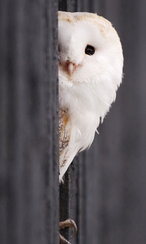 Handy-Wallpaper Tiere, Vögel, Schleiereule kostenlos herunterladen.