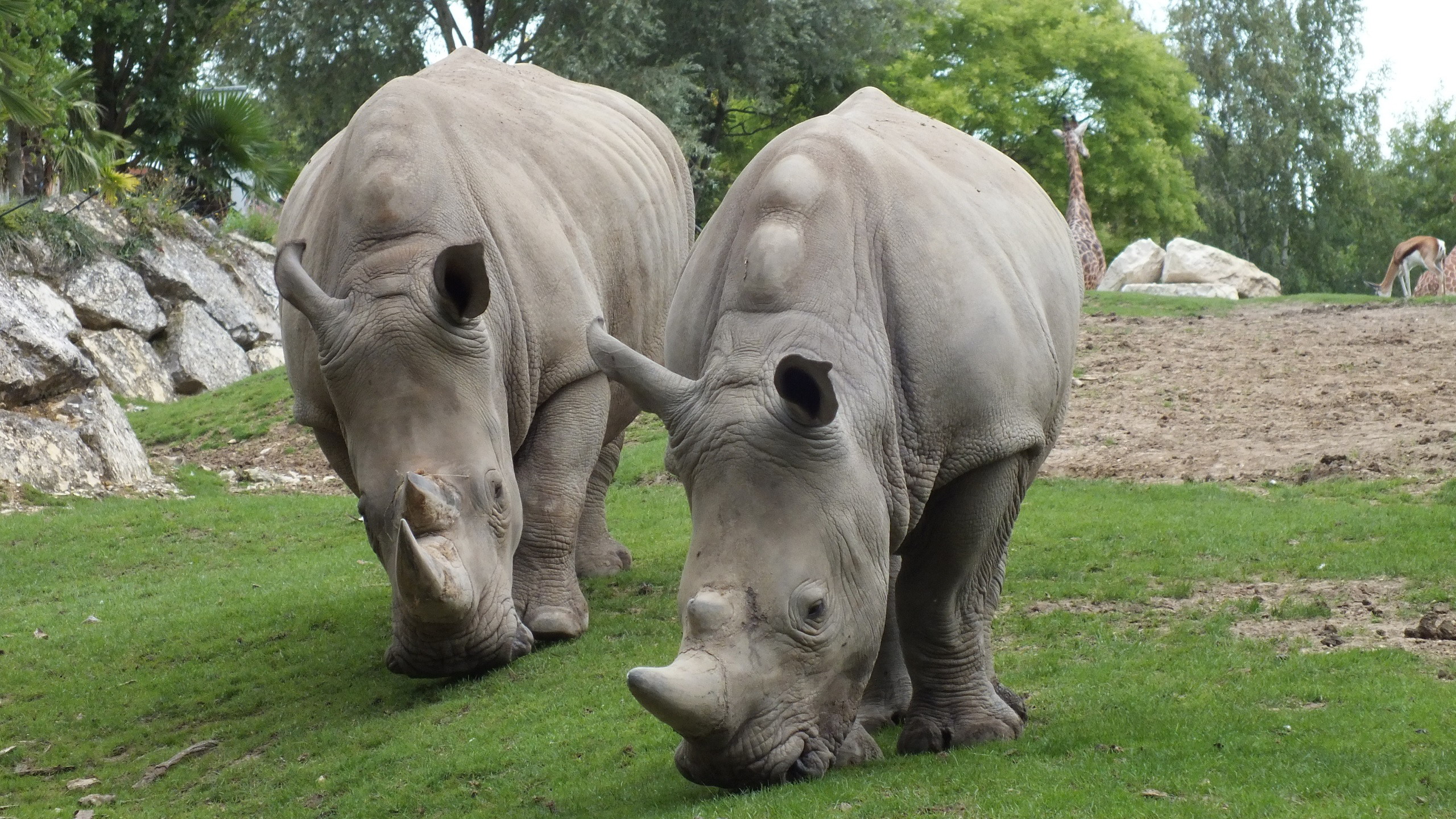 228951 baixar papel de parede animais, rinoceronte, girafa - protetores de tela e imagens gratuitamente