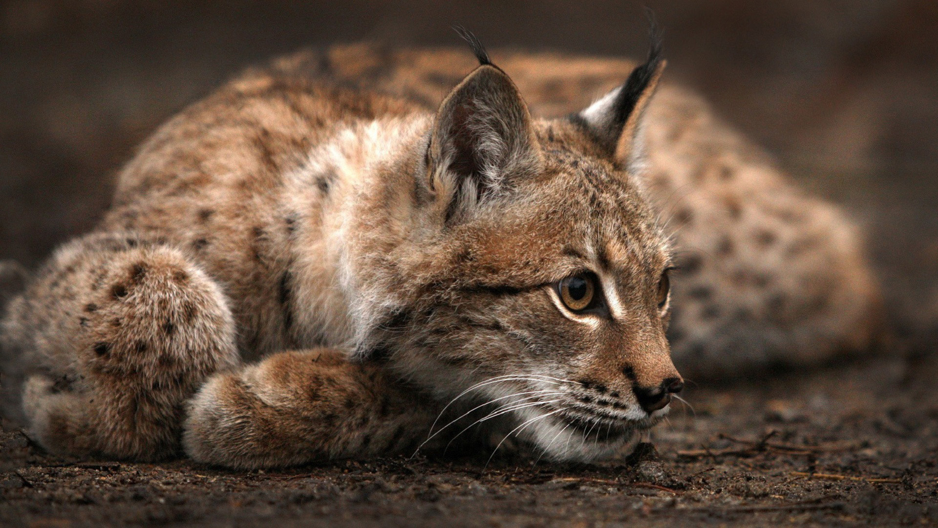 Free download wallpaper Animal, Lynx on your PC desktop