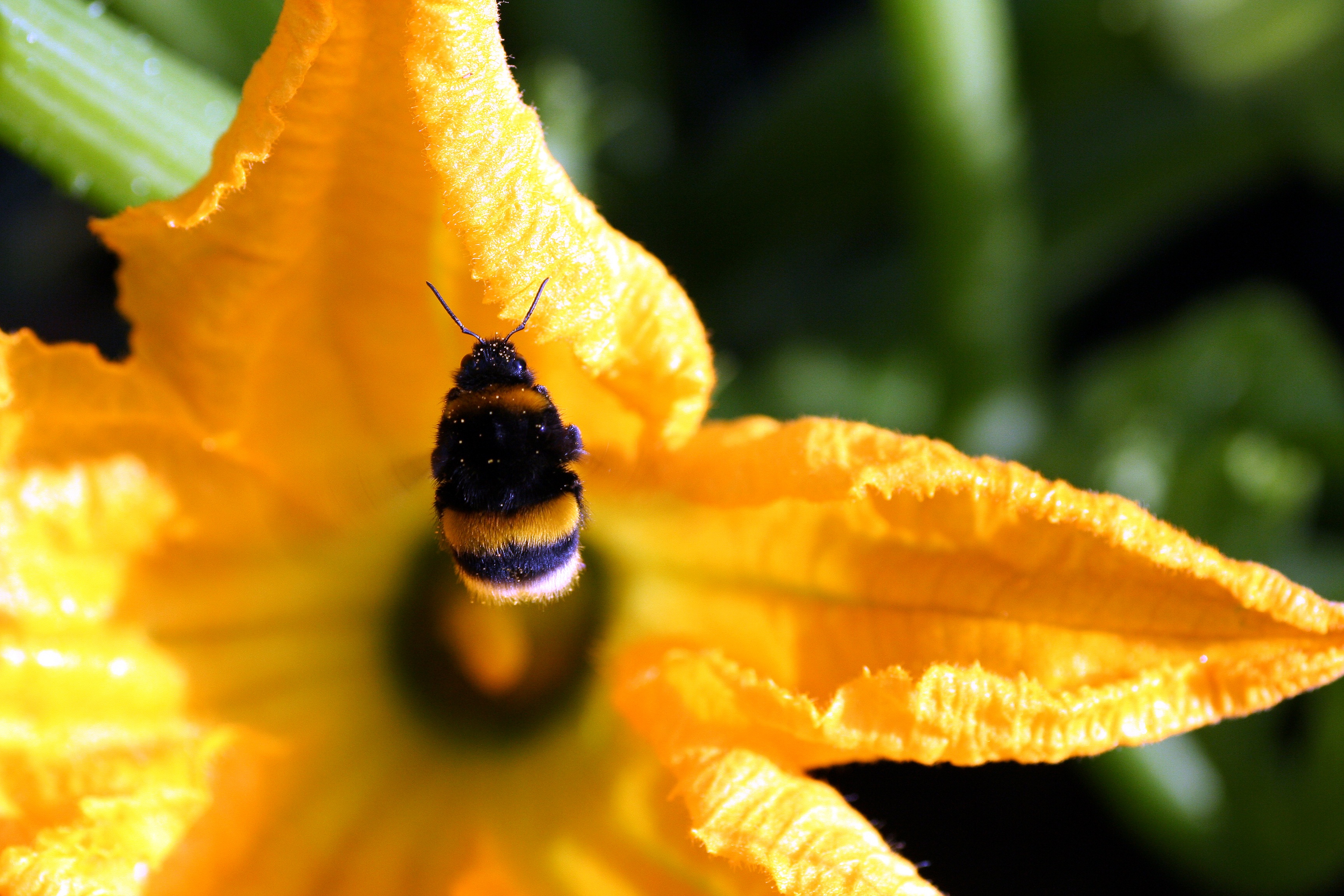 Download mobile wallpaper Flower, Close Up, Insect, Animal, Bokeh, Bumblebee, Yellow Flower for free.