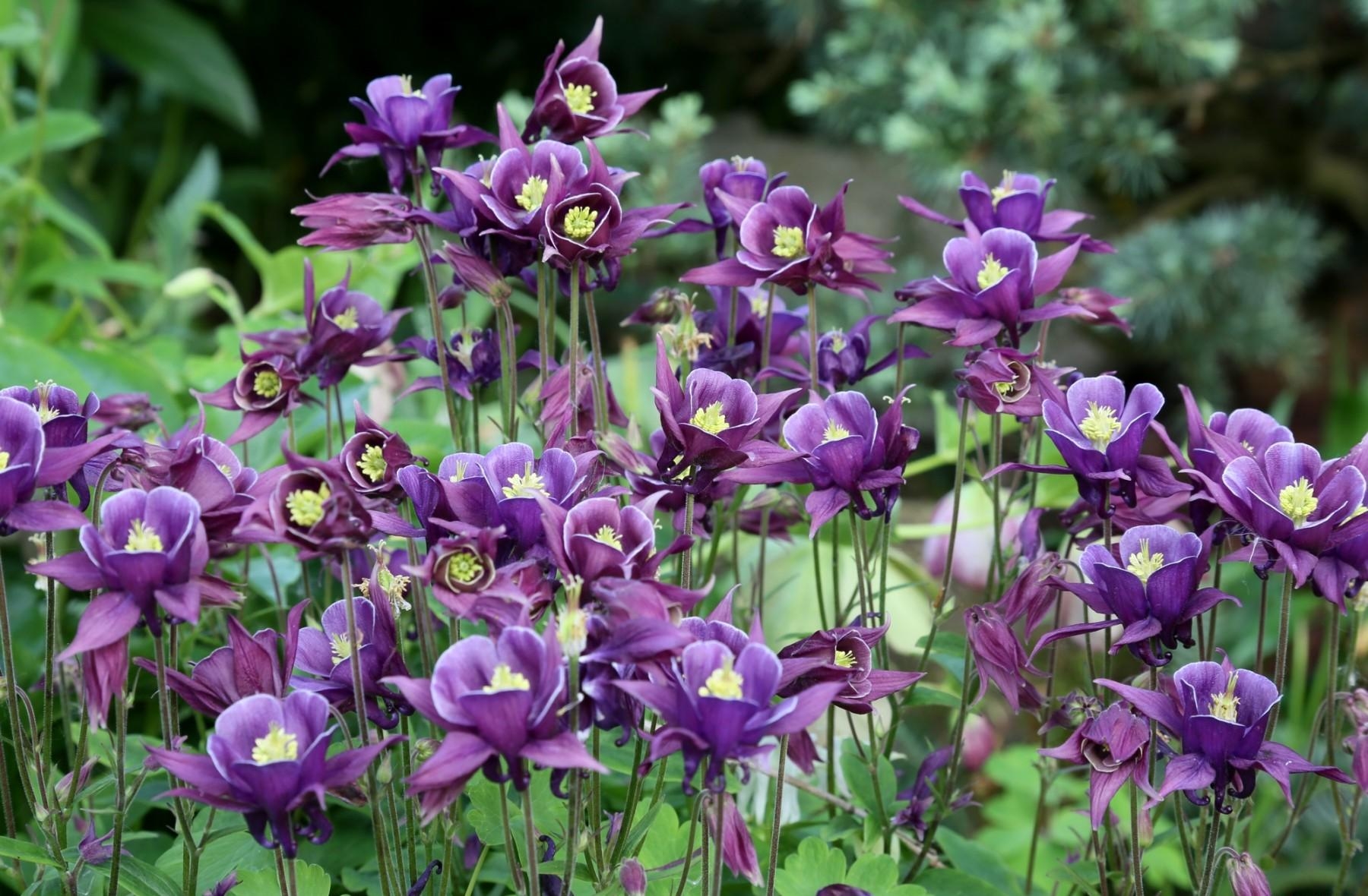 flower bed, flowers, lilac, blur, smooth, flowerbed, purple, aquilegia