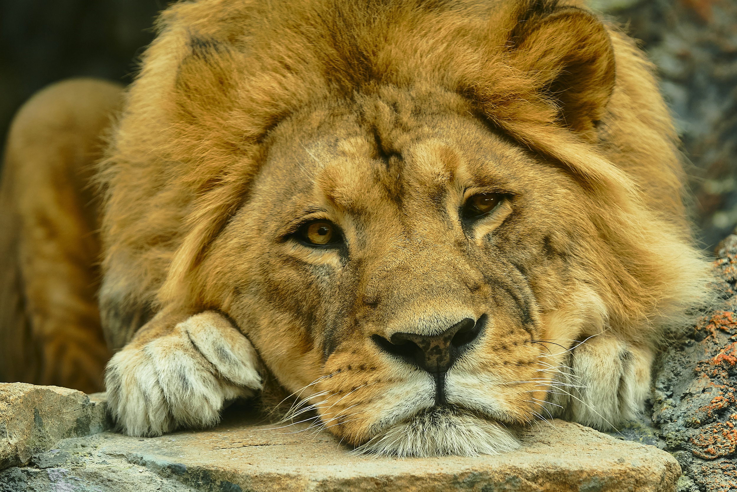 Téléchargez des papiers peints mobile Animaux, Chats, Lion gratuitement.