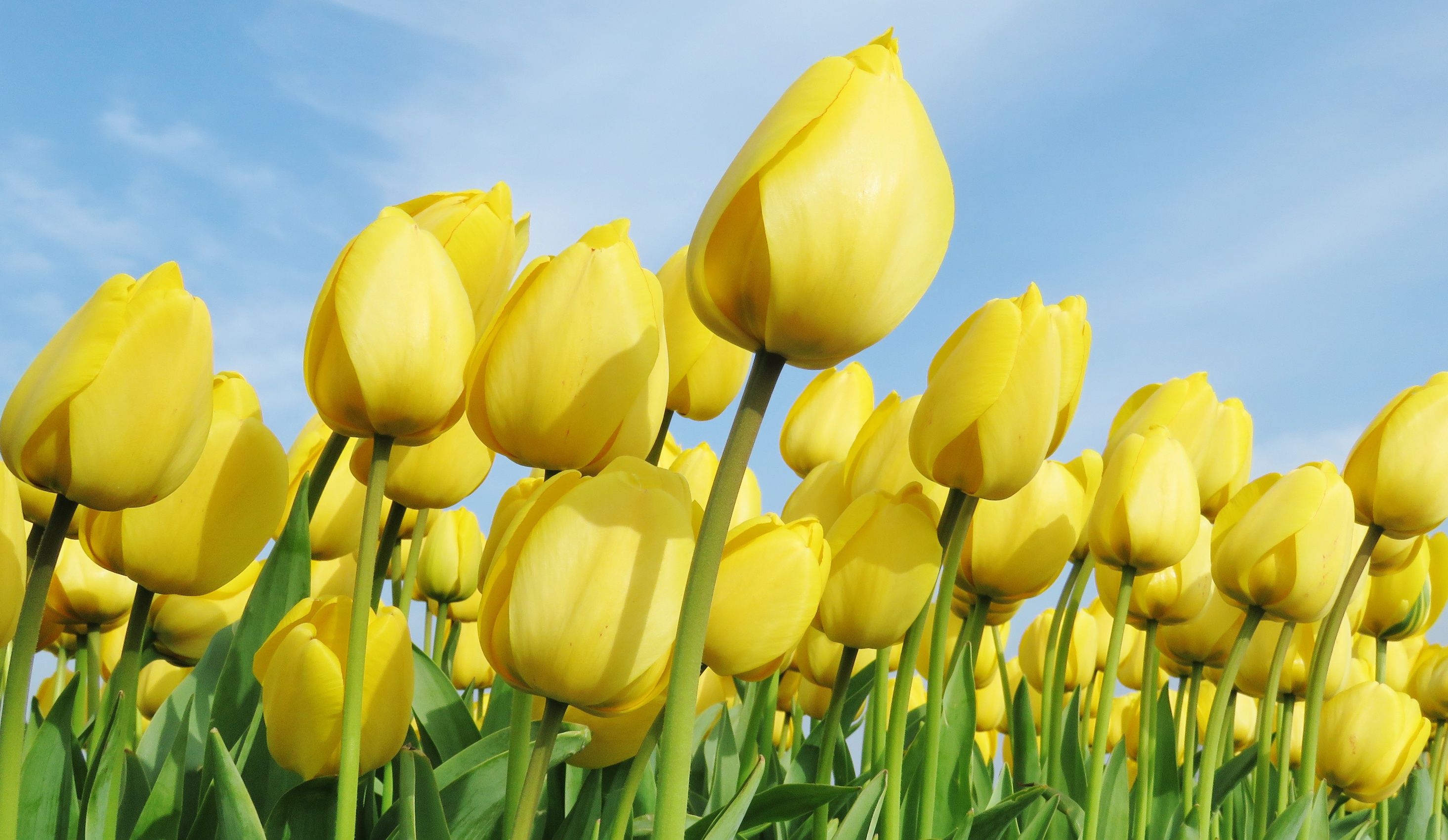 無料モバイル壁紙フラワーズ, チューリップ, 花, 大きい, 地球, 黄色い花をダウンロードします。