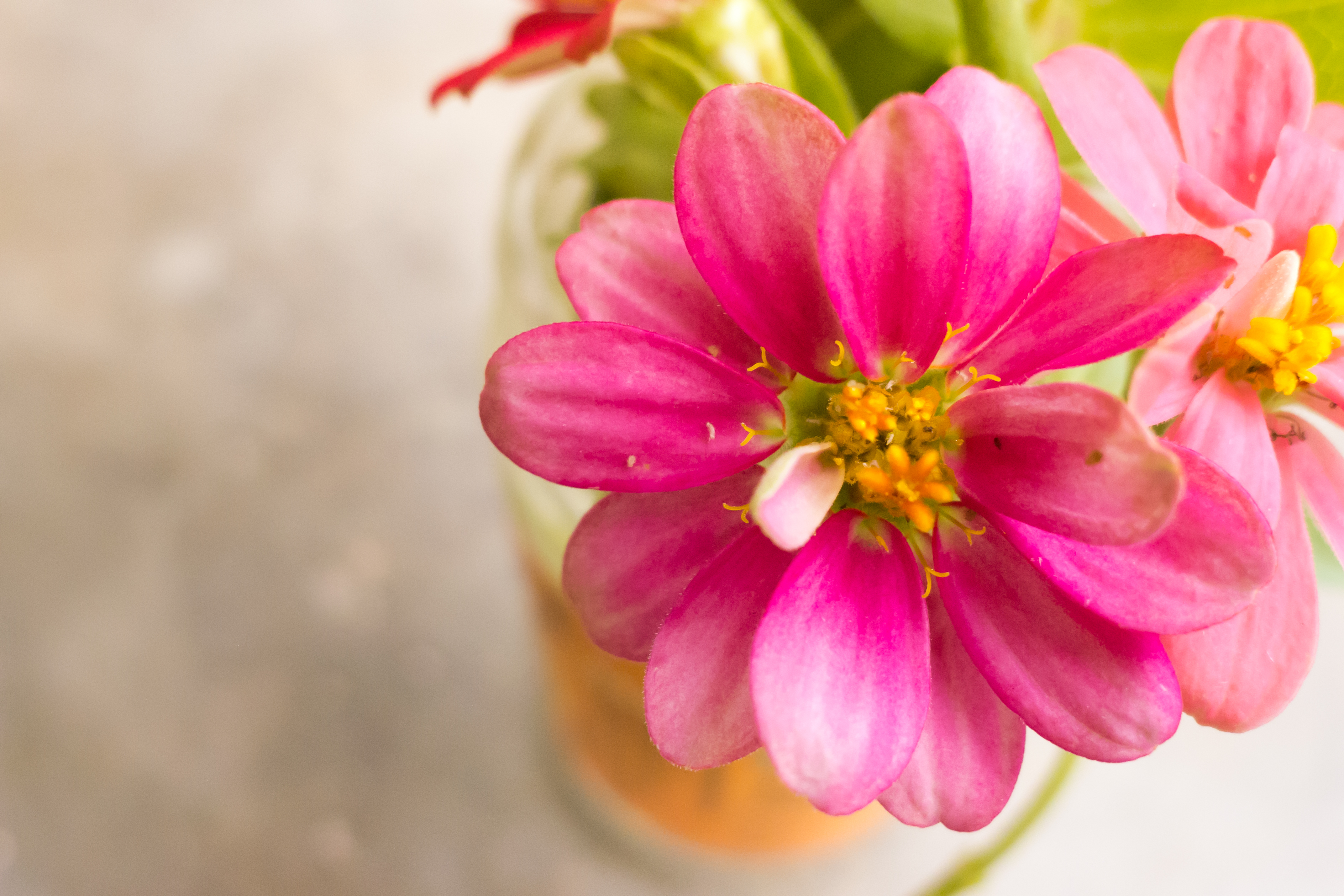 Handy-Wallpaper Blumen, Blume, Nahansicht, Erde/natur, Pinke Blume kostenlos herunterladen.