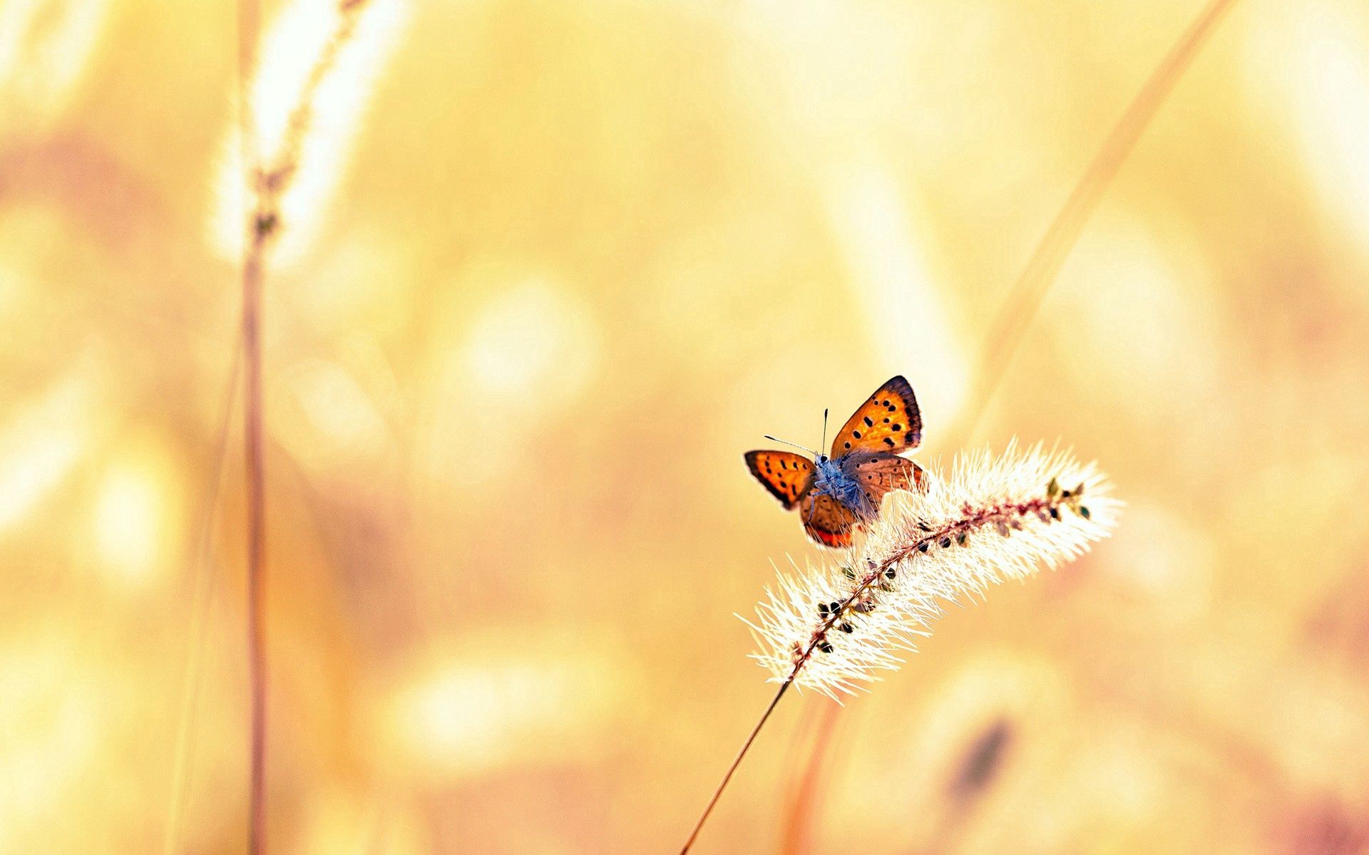 Free download wallpaper Grass, Shine, Flight, Macro, Butterfly, Light on your PC desktop