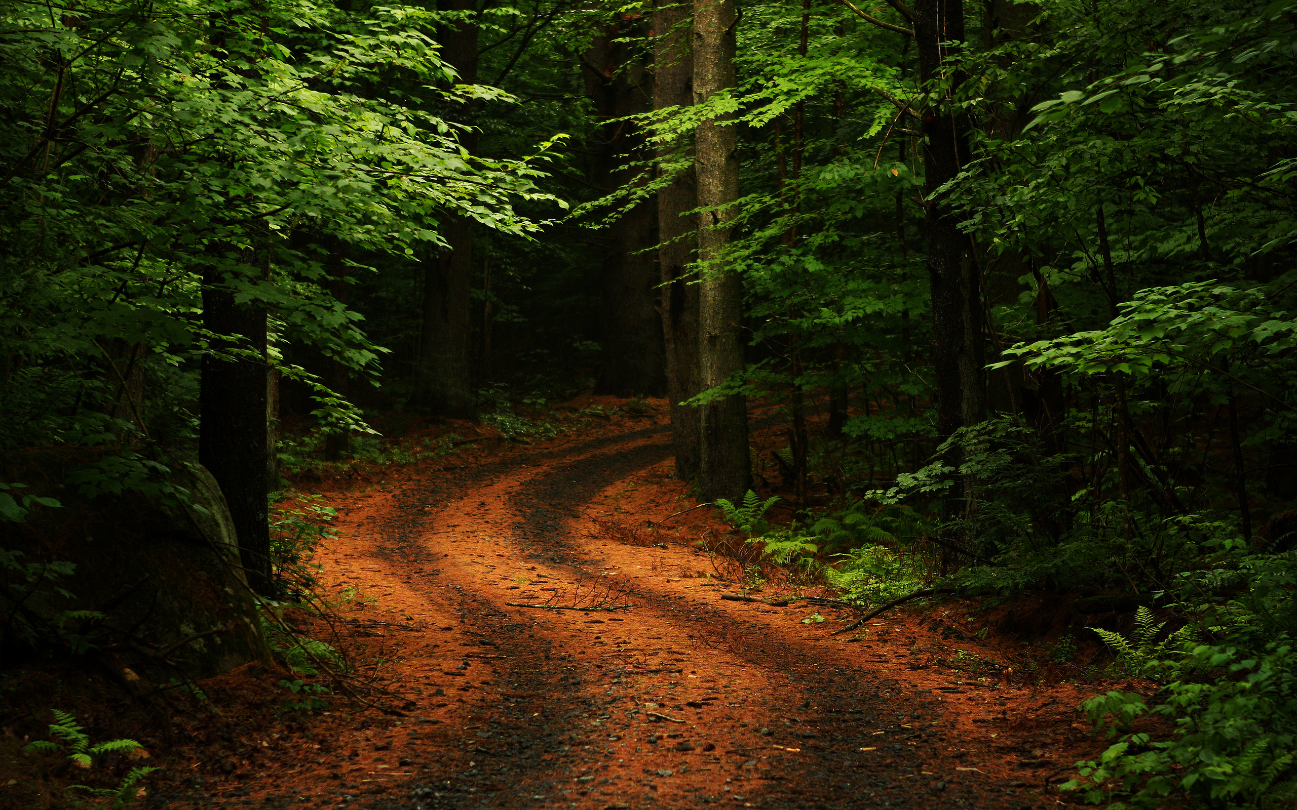 dirt, nature, earth, path, fall, forest, road, tree