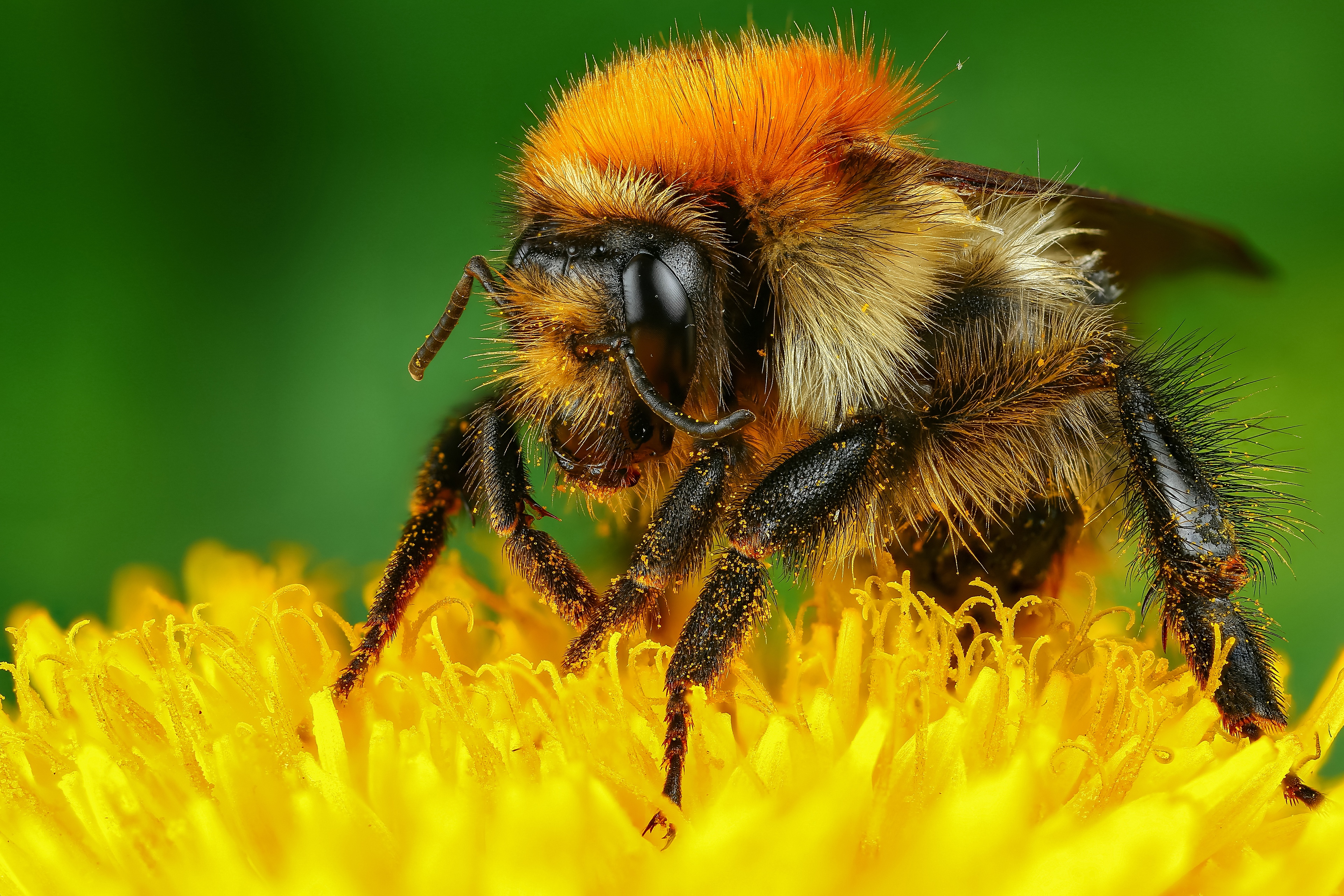 無料モバイル壁紙動物, 昆虫, 大きい, 蜂, 虫をダウンロードします。
