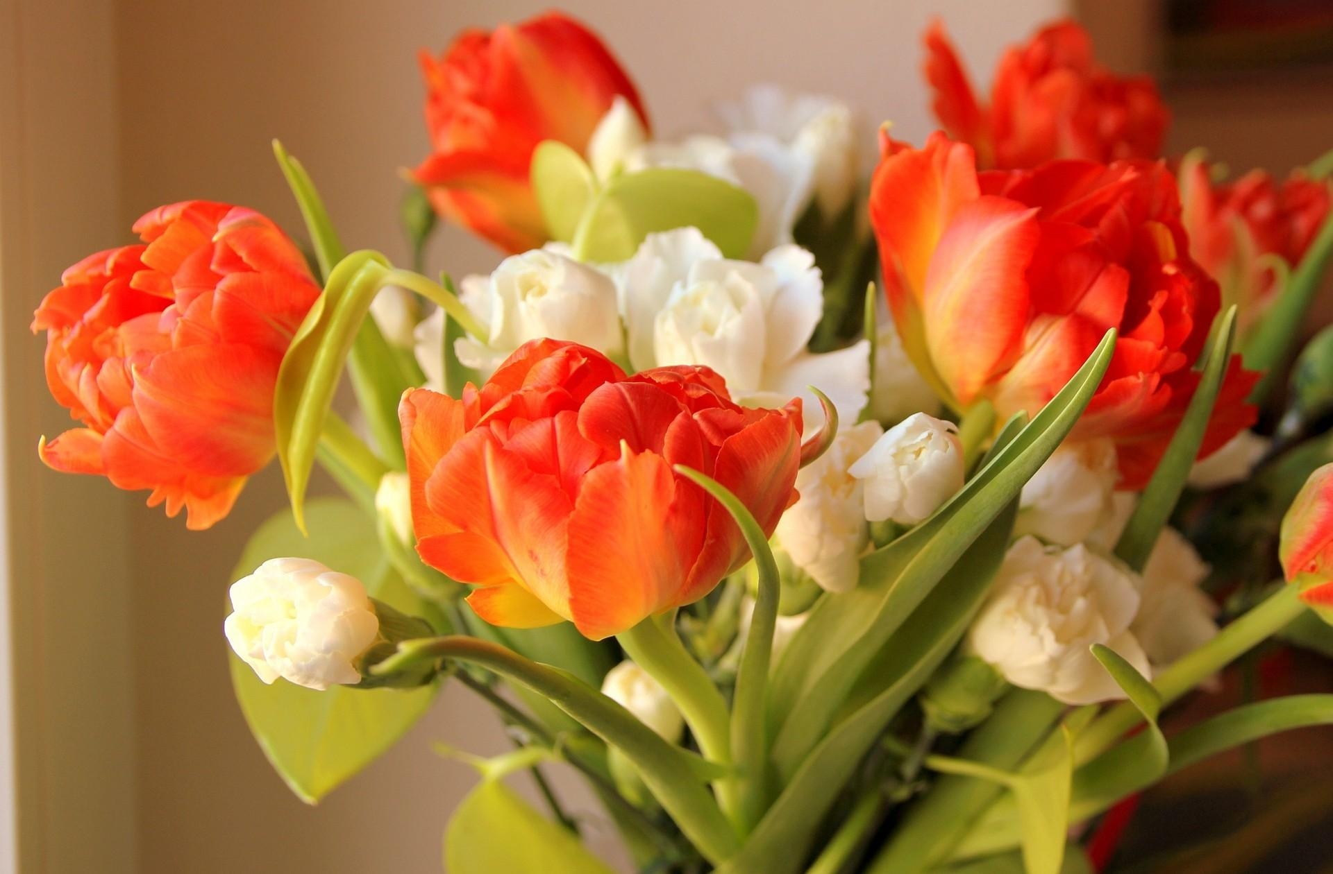87267 descargar fondo de pantalla flores, tulipanes, borrosidad, suave, ramo, disuelto, suelto: protectores de pantalla e imágenes gratis