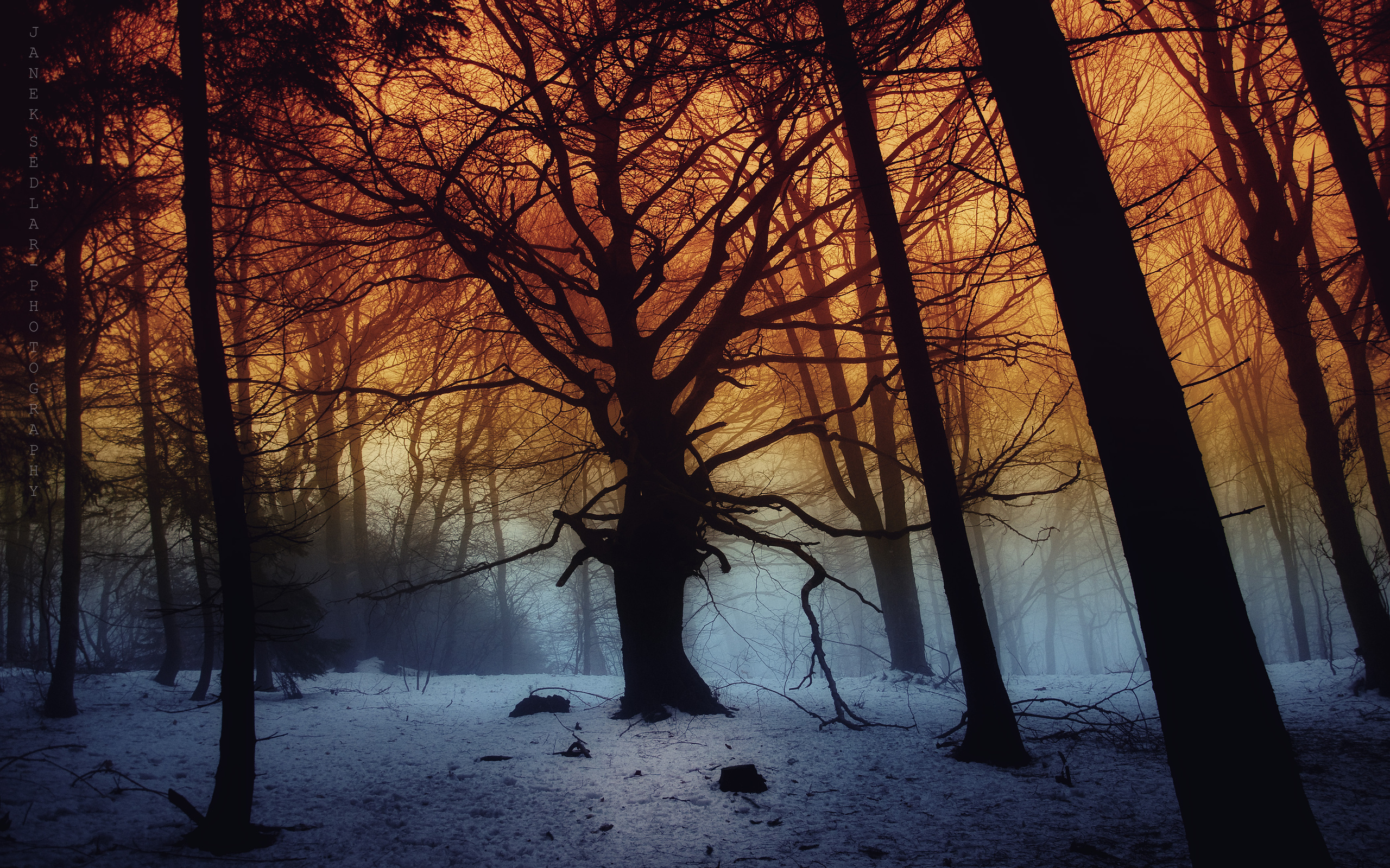 PCデスクトップに冬, 木, 雪, 森, 地球画像を無料でダウンロード
