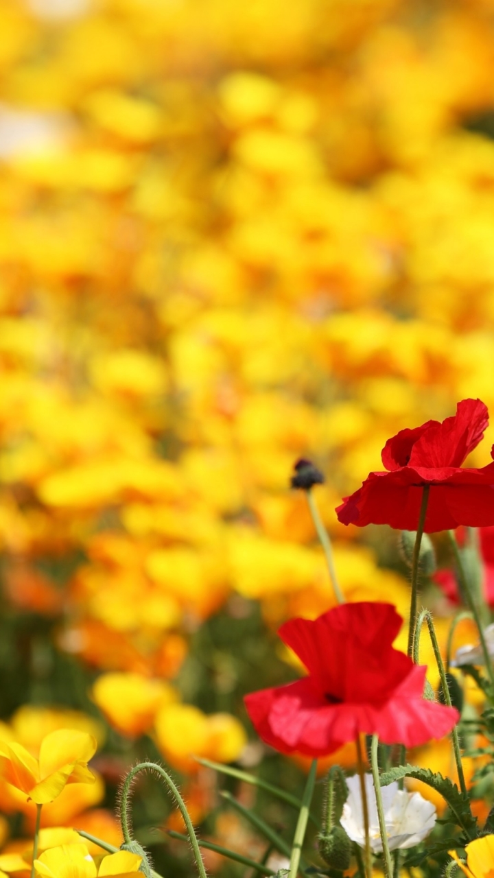 Descarga gratuita de fondo de pantalla para móvil de Flores, Flor, Tierra/naturaleza.