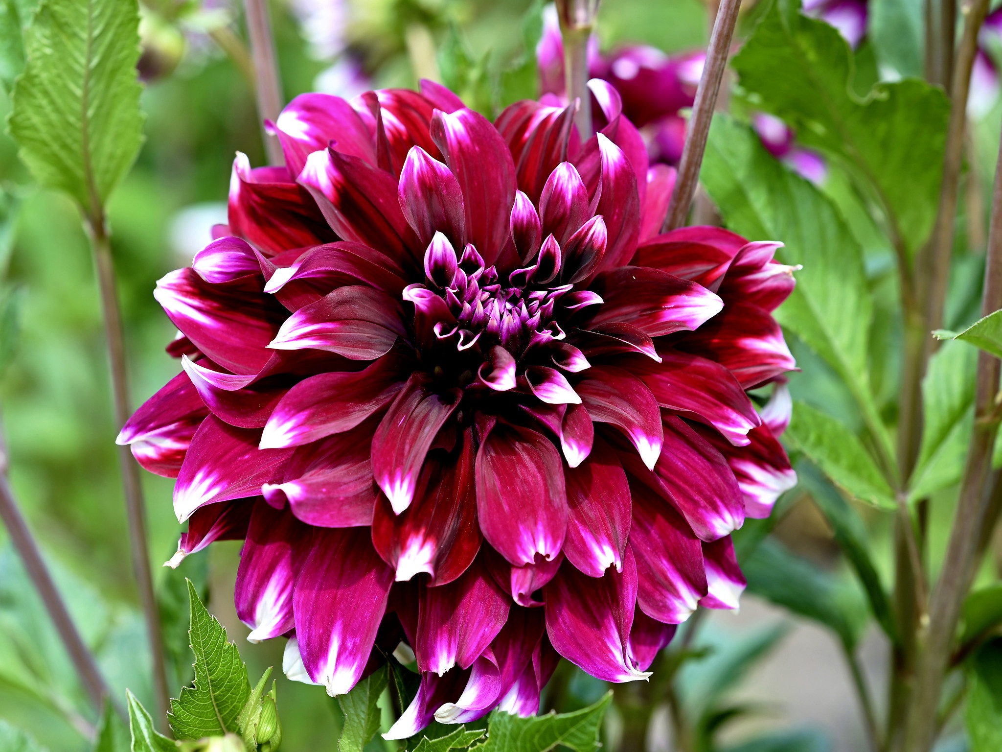 Download mobile wallpaper Flowers, Close Up, Earth, Dahlia for free.
