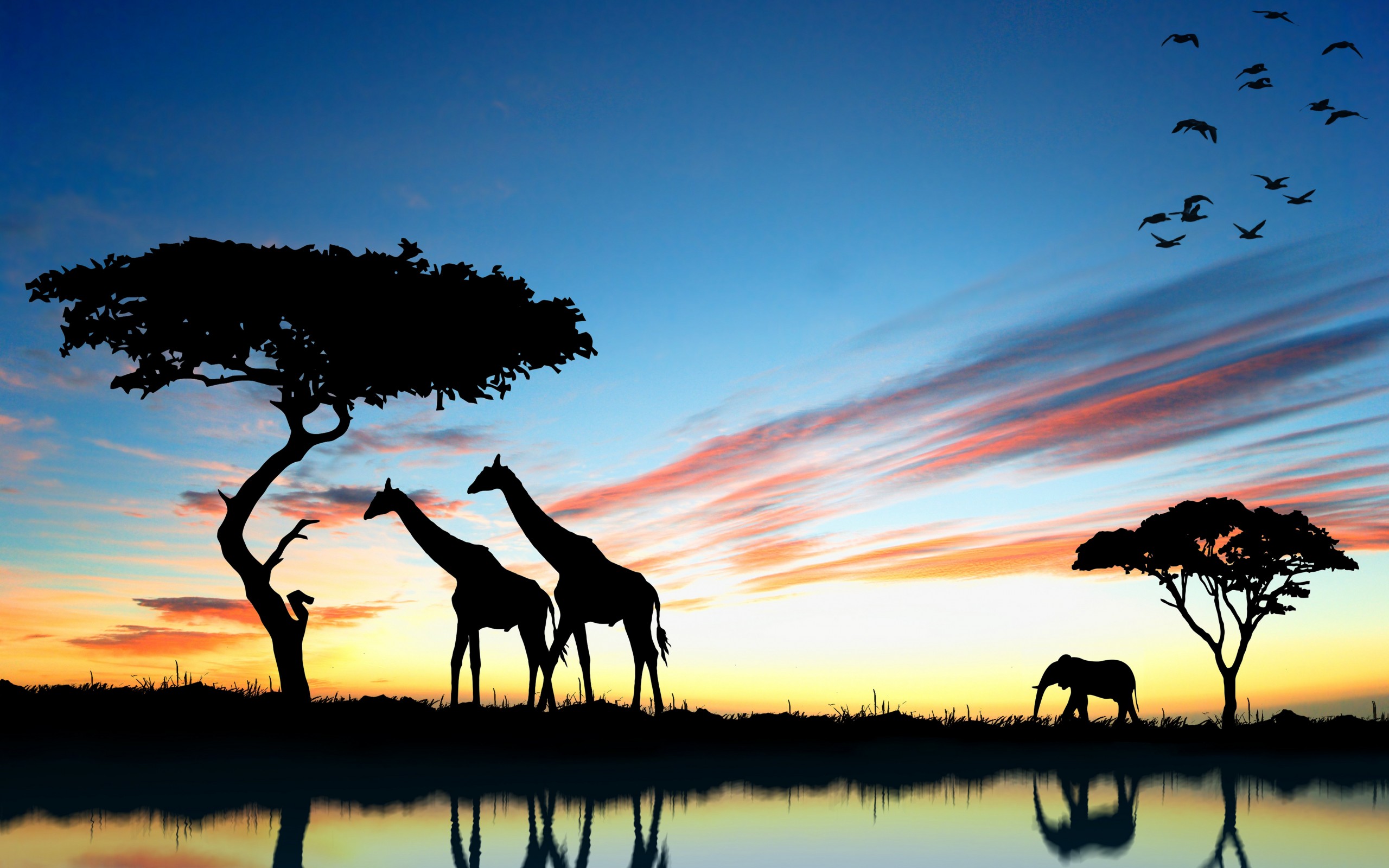 589617 télécharger le fond d'écran girafe, animaux - économiseurs d'écran et images gratuitement