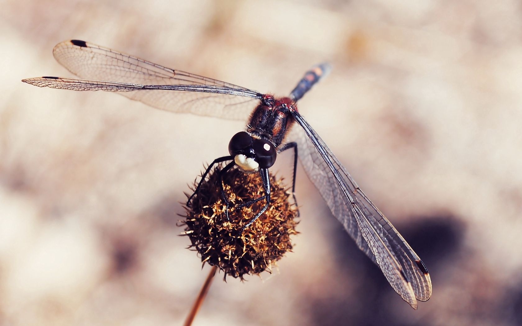 Free download wallpaper Plant, Dragonfly, Flower, Macro on your PC desktop