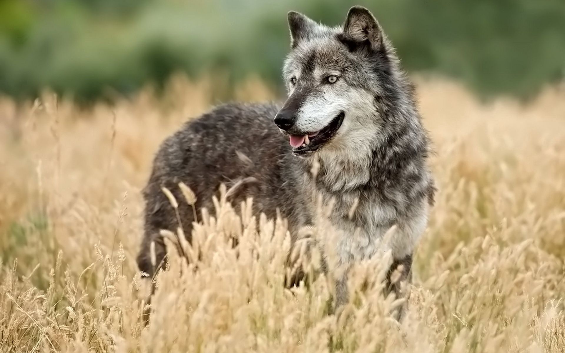 animals, grass, wolf, hunting, hunt, looking out, looks out