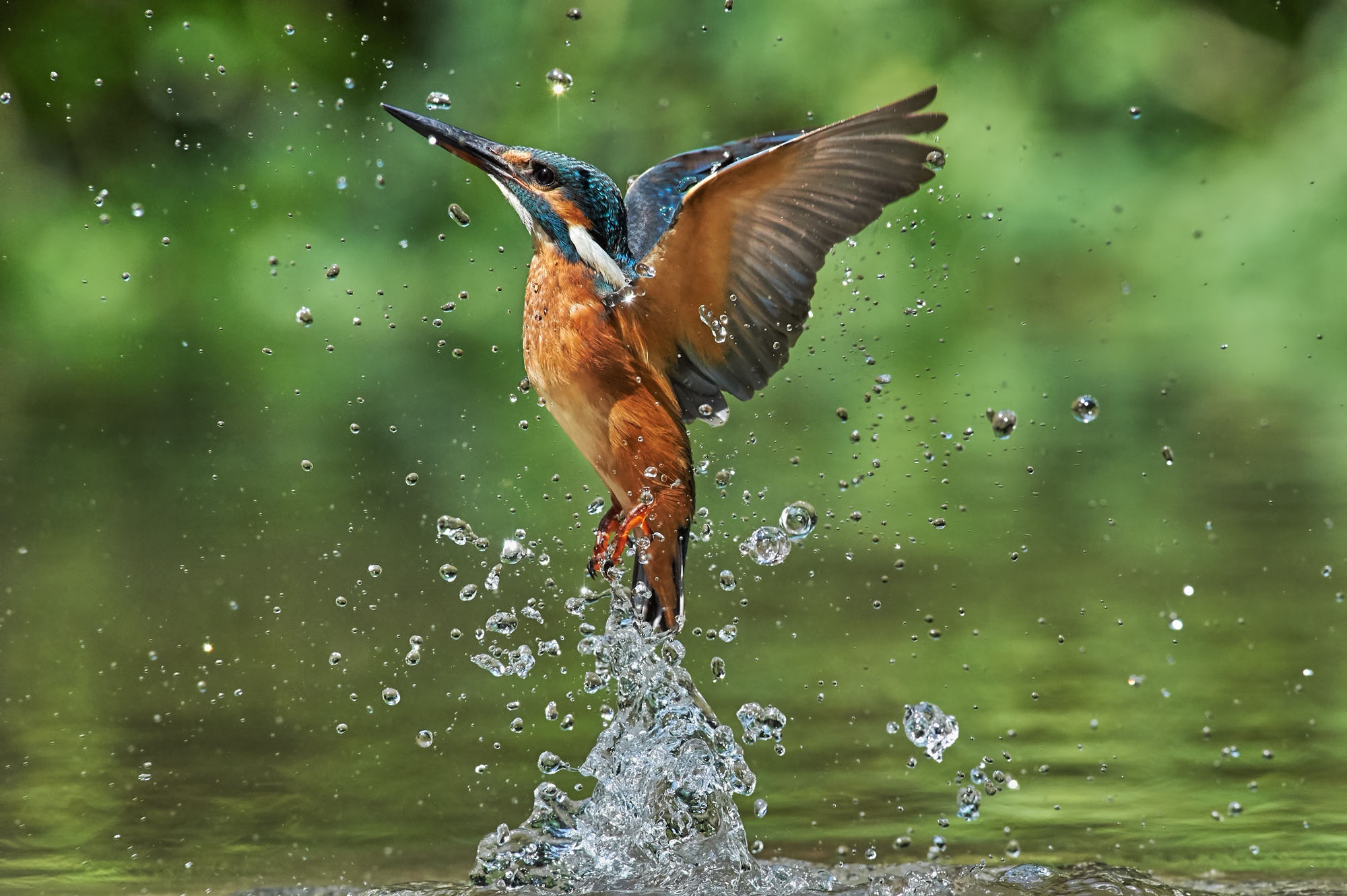 Download mobile wallpaper Birds, Water, Bird, Animal, Kingfisher for free.