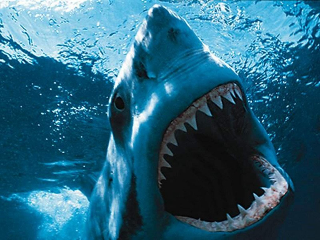 1512616 baixar papel de parede tubarão, animais - protetores de tela e imagens gratuitamente