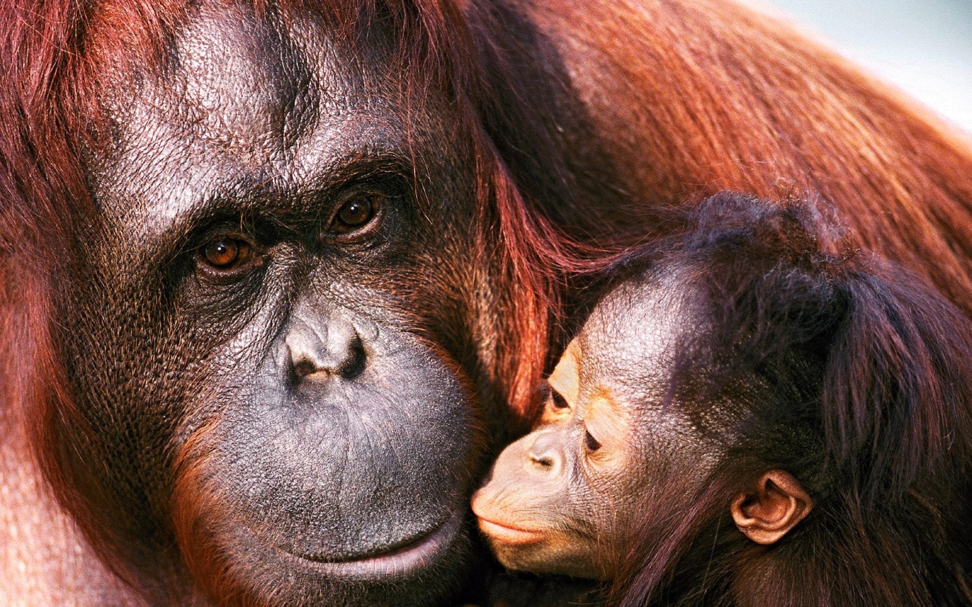 261481 descargar imagen animales, pongo, bebe animal, primate, monos: fondos de pantalla y protectores de pantalla gratis