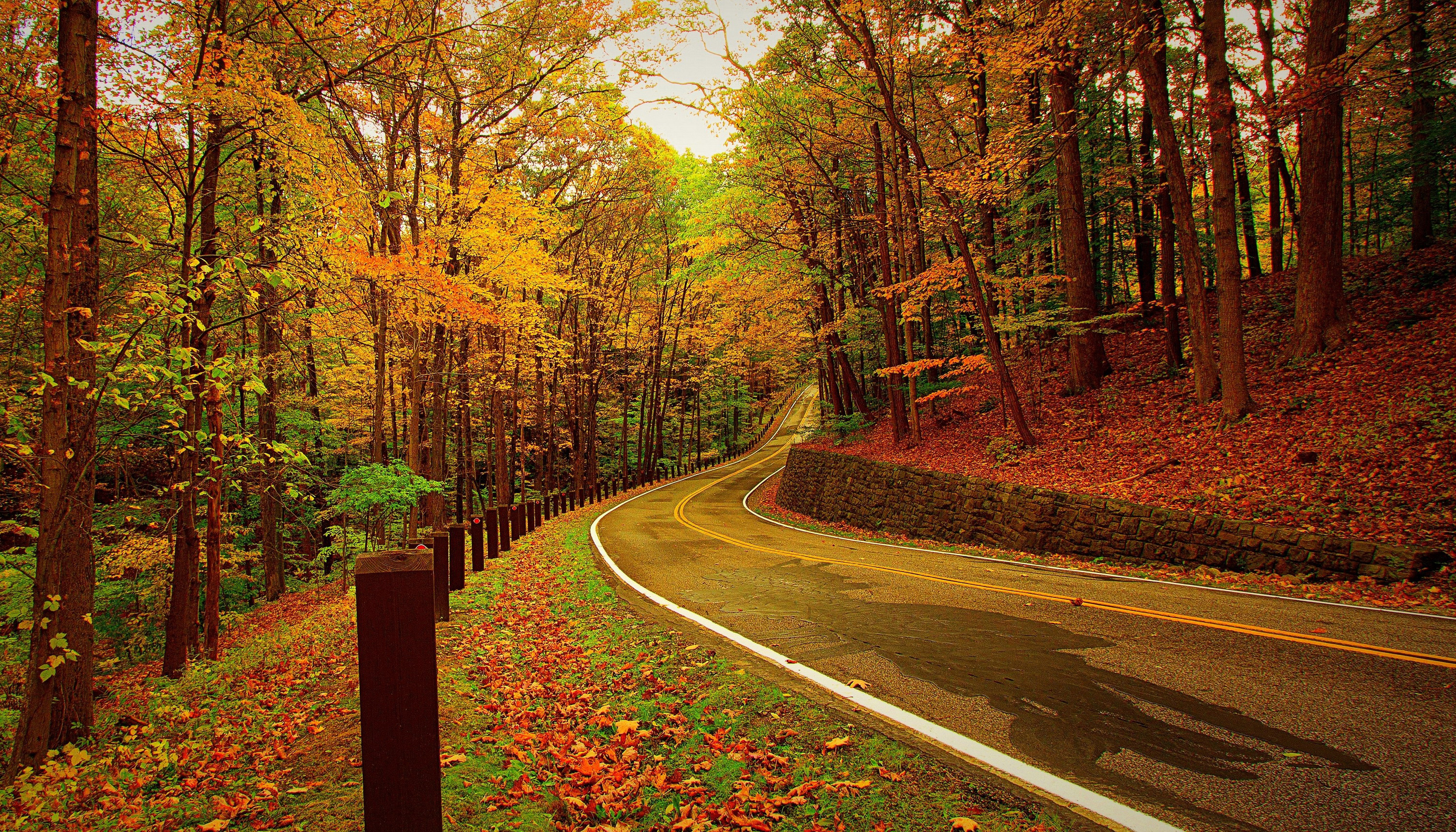 road, autumn, forest, nature, turn Full HD