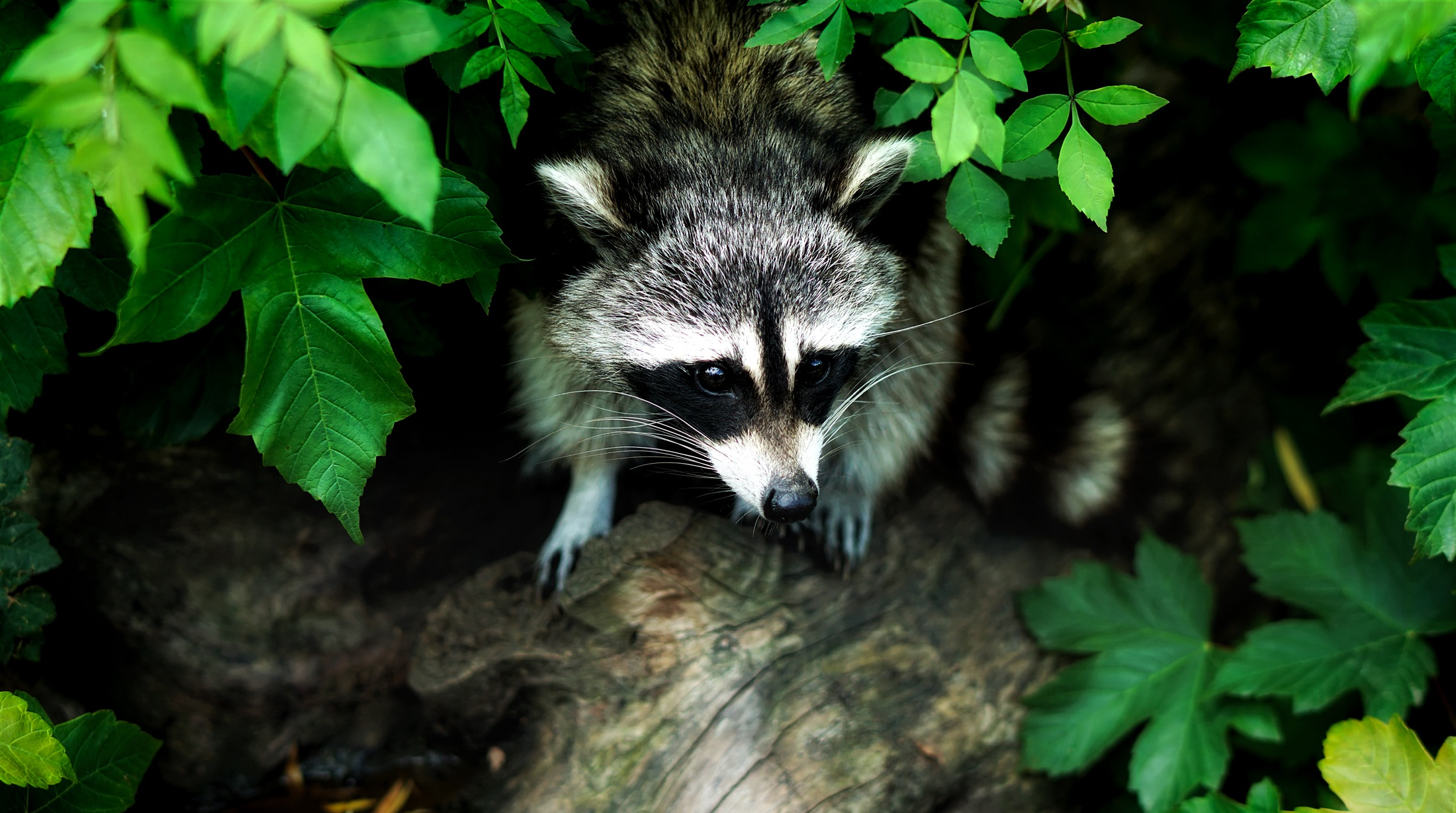 Download mobile wallpaper Leaf, Animal, Raccoon for free.