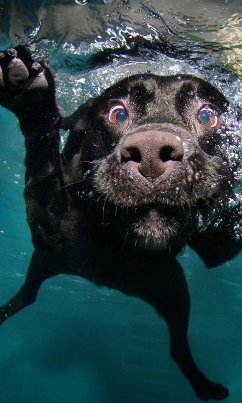 無料モバイル壁紙動物, 犬をダウンロードします。