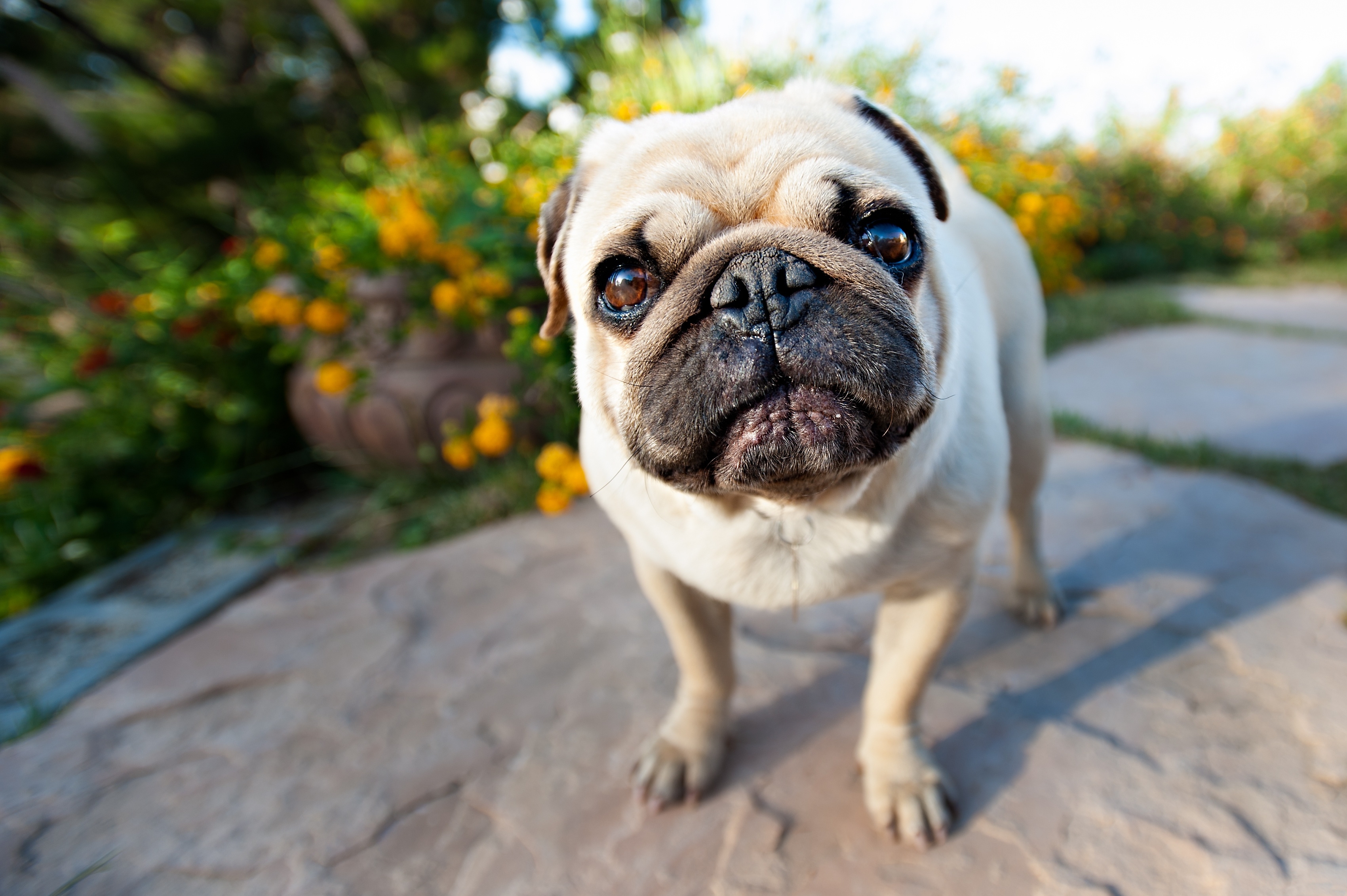 Free download wallpaper Muzzle, Puppy, Pug, Animals on your PC desktop