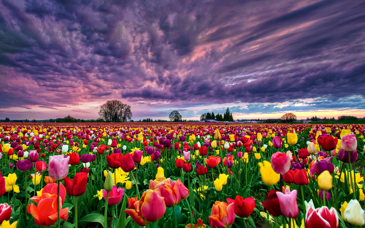 1454834 descargar fondo de pantalla tulipán, tierra/naturaleza, colores, campo, flor: protectores de pantalla e imágenes gratis