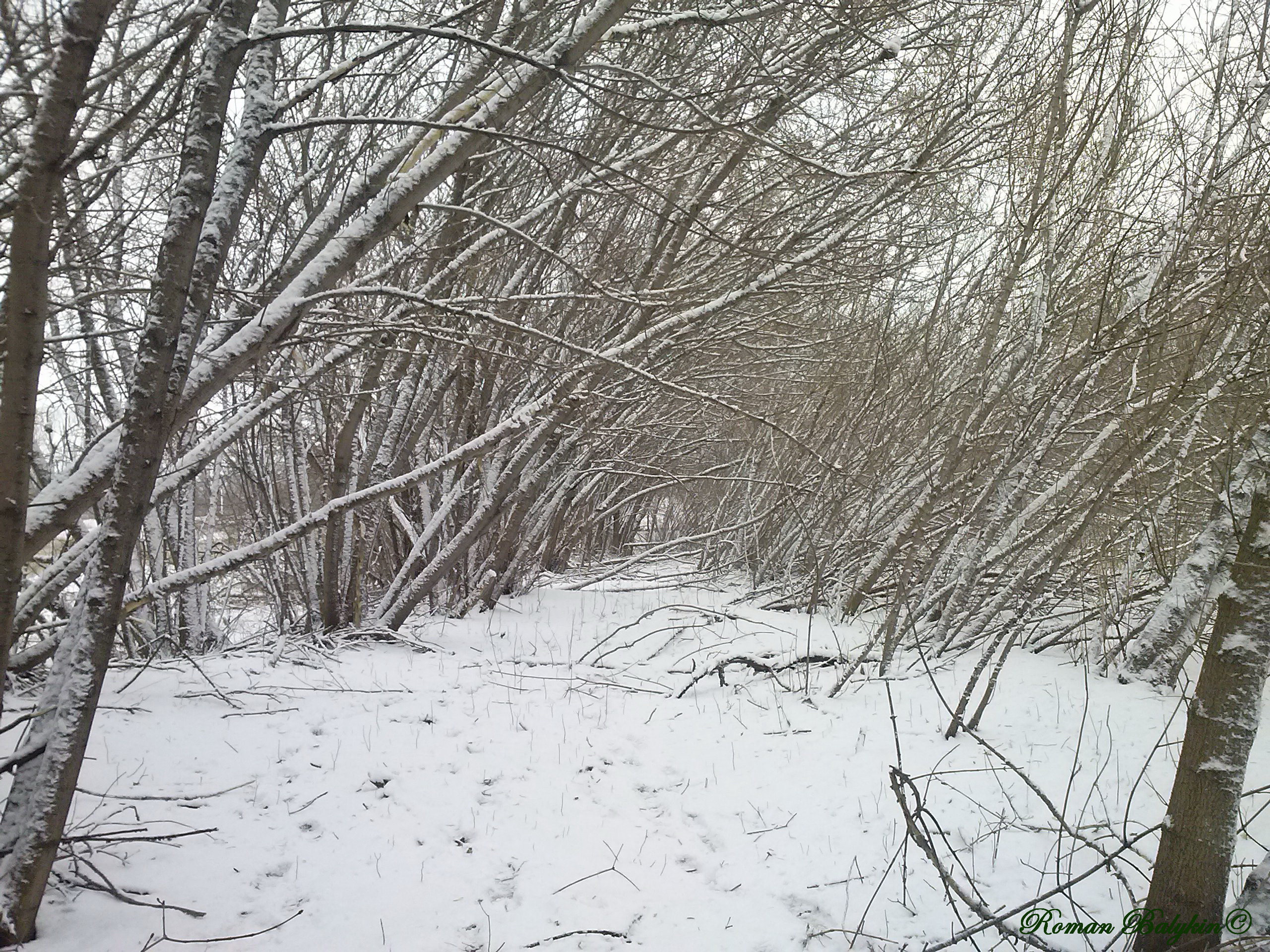 Baixar papel de parede para celular de Inverno, Terra/natureza gratuito.