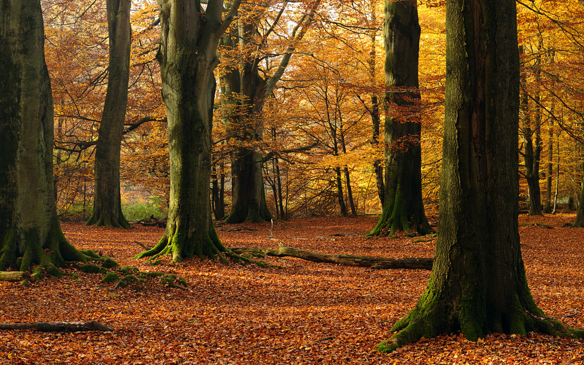 Handy-Wallpaper Wald, Erde/natur kostenlos herunterladen.