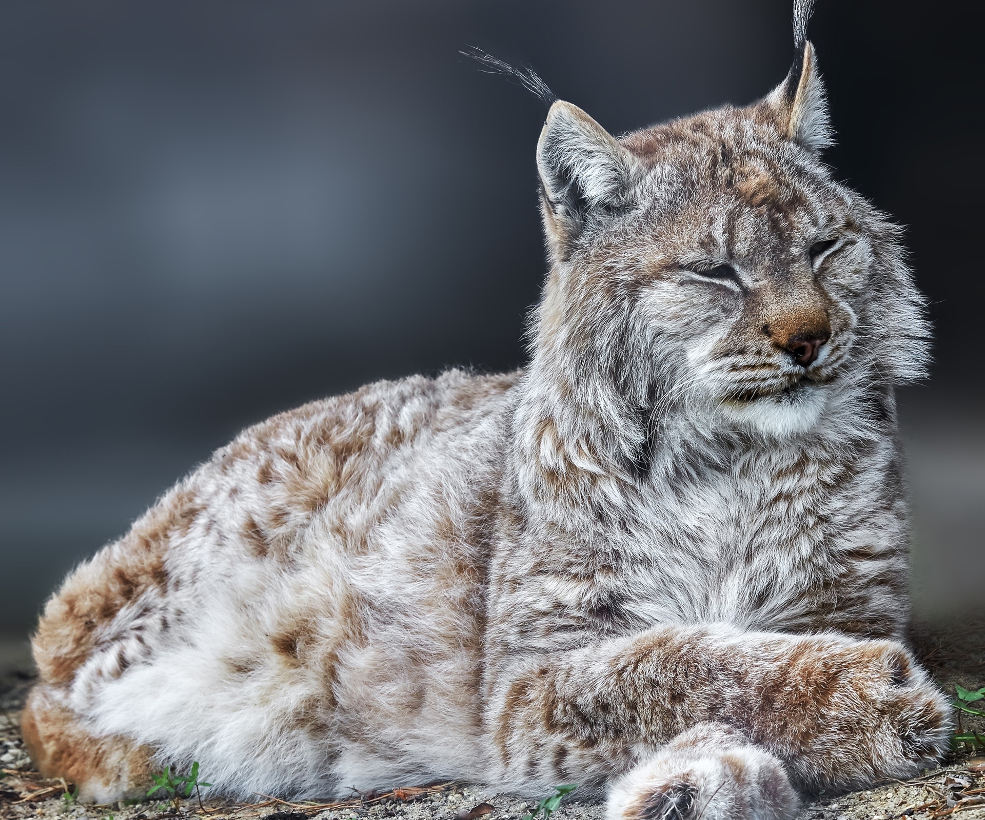 Téléchargez gratuitement l'image Animaux, Chats, Lynx sur le bureau de votre PC