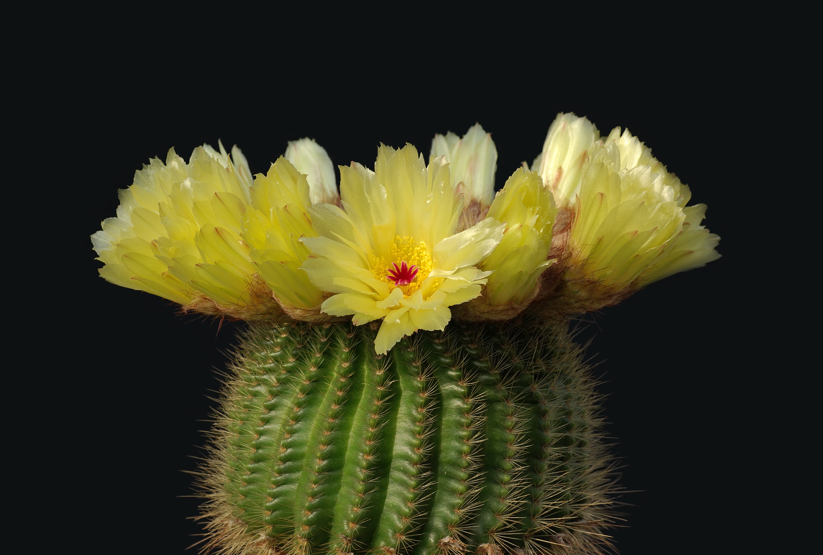 Descarga gratis la imagen Cactus, Tierra/naturaleza en el escritorio de tu PC