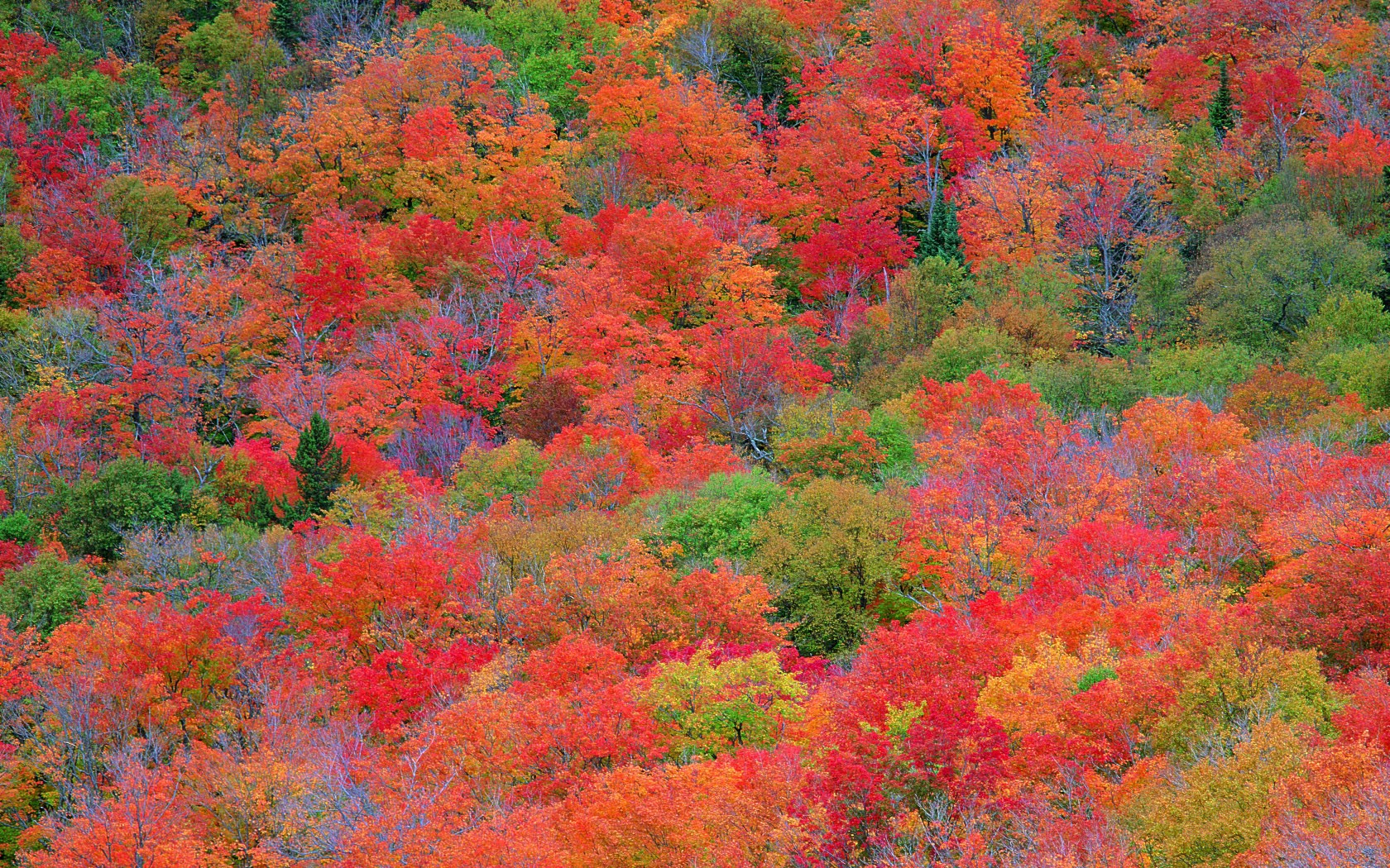 Скачать обои бесплатно Осень, Лес, Красный, Дерево, Земля/природа, Оранжевый Цвет) картинка на рабочий стол ПК