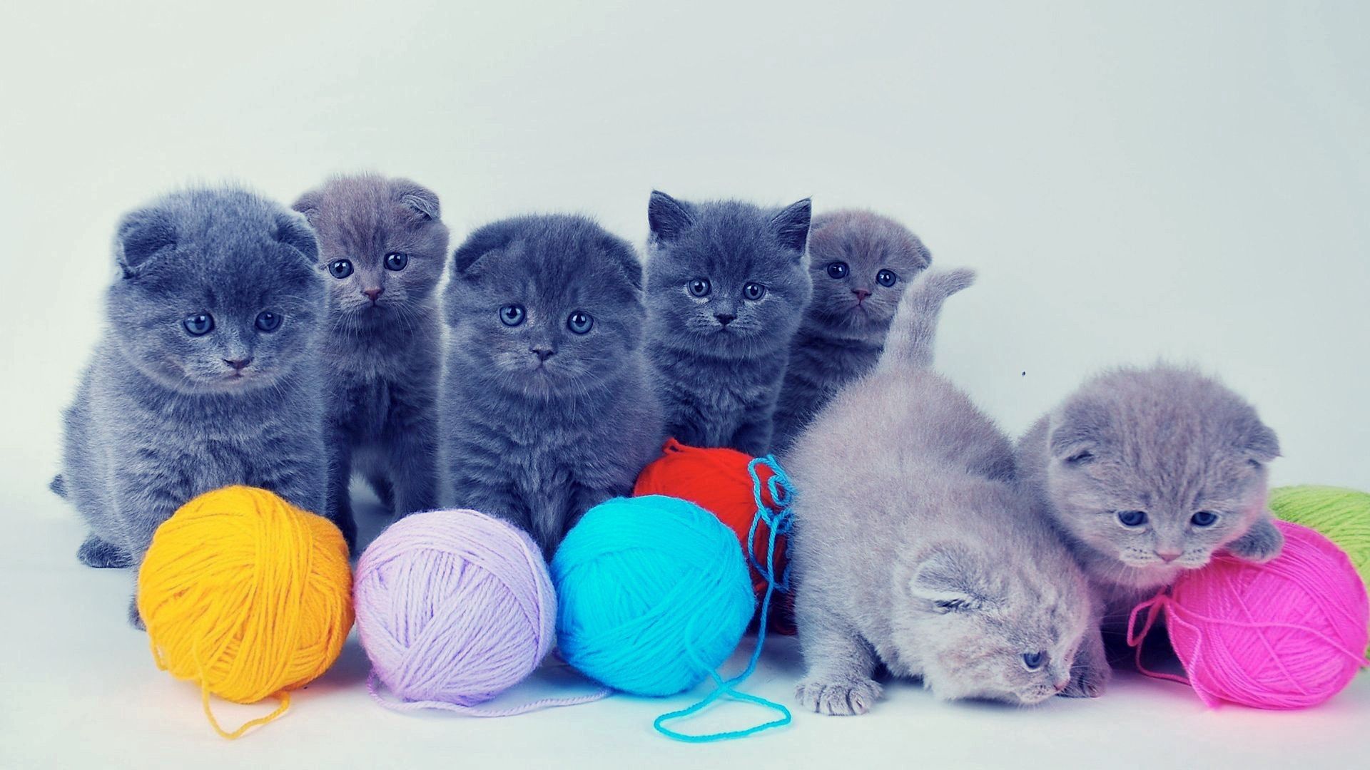 kittens, animals, playful, balls, tangles, british