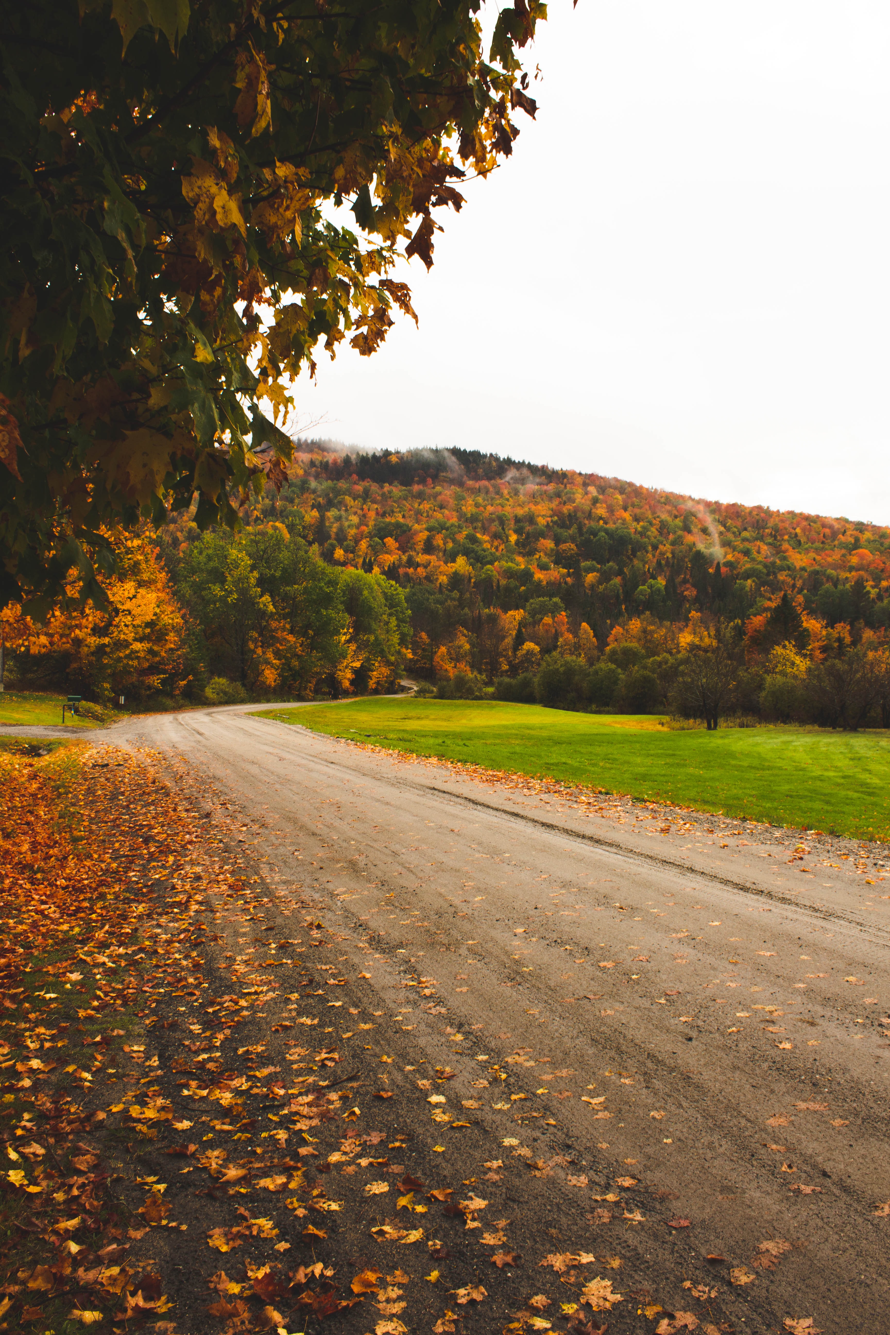 78835 descargar imagen otoño, naturaleza, árboles, hojas, camino, bosque: fondos de pantalla y protectores de pantalla gratis