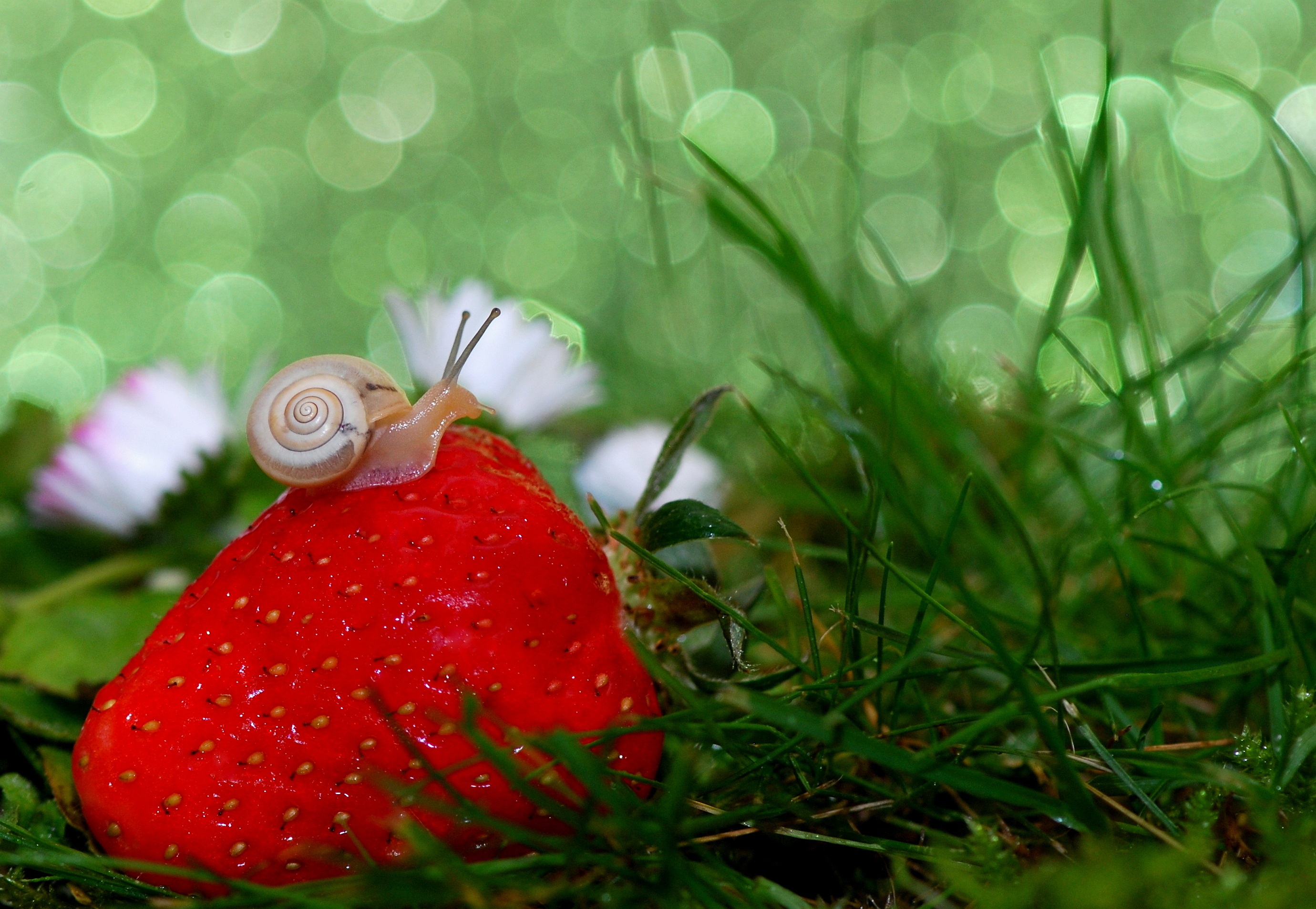 Download mobile wallpaper Strawberry, Grass, Macro, Animal, Fruit, Snail, Bokeh for free.