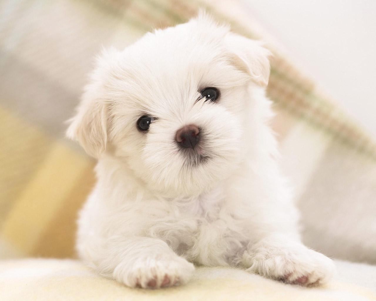 Téléchargez gratuitement l'image Animaux, Chien sur le bureau de votre PC