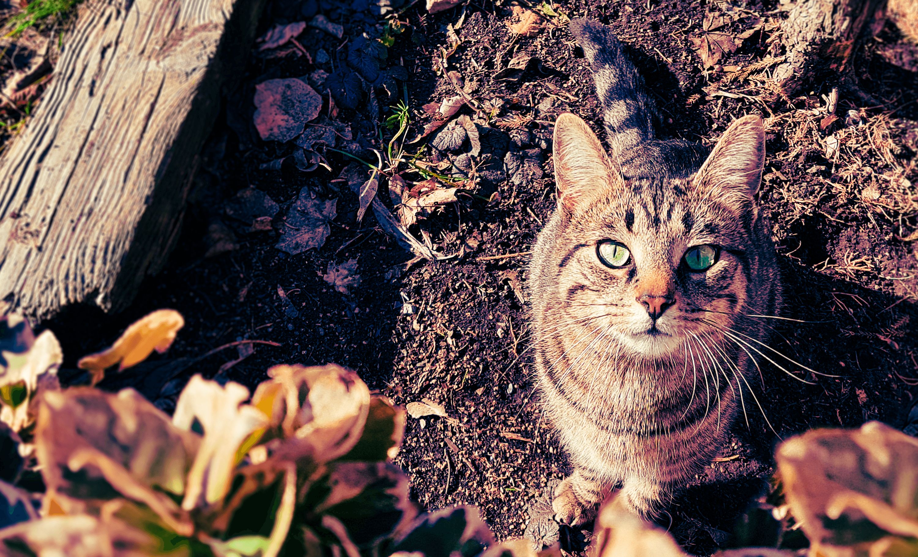 Baixar papel de parede para celular de Animais, Gatos, Gato, Olhar Fixamente gratuito.