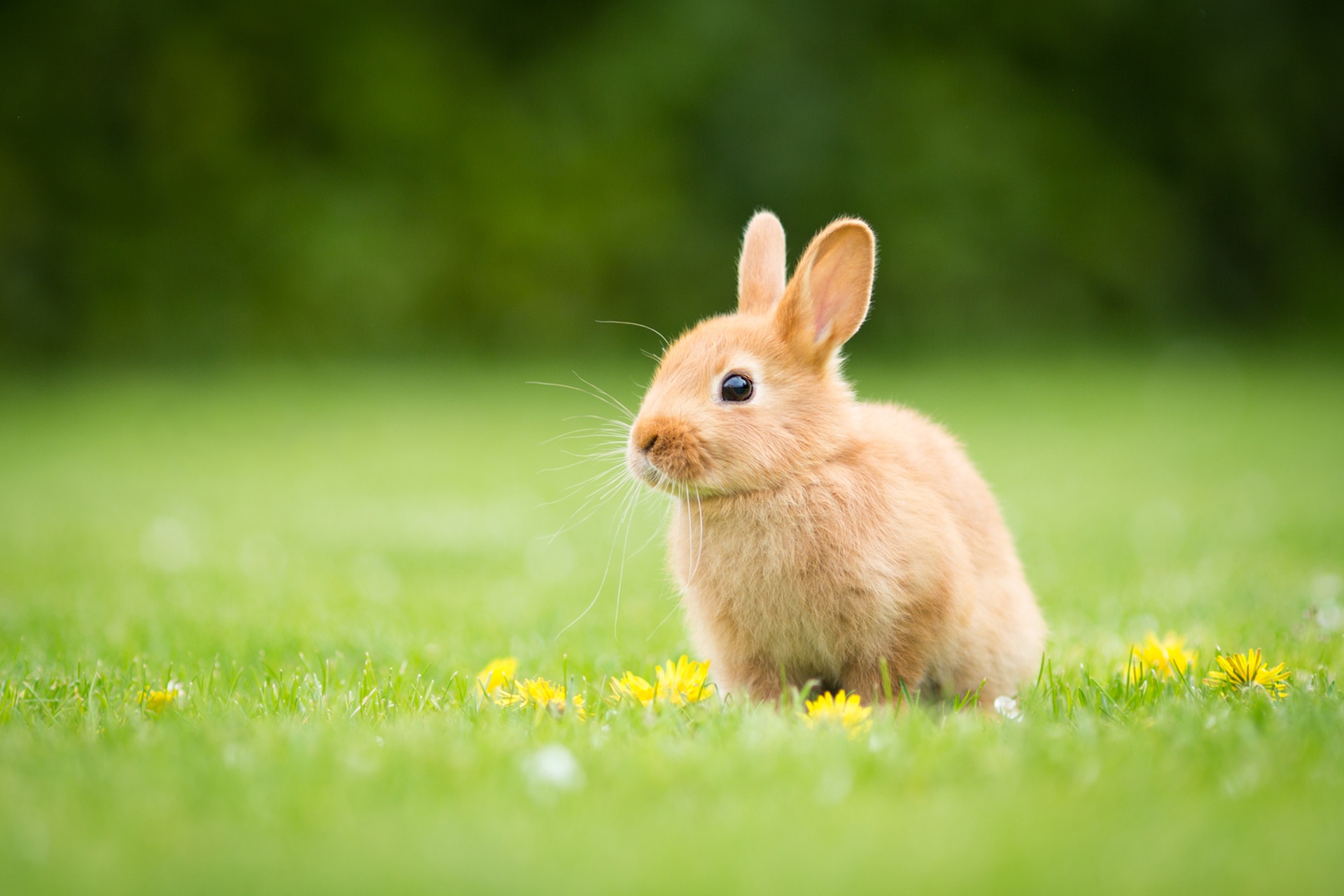 Free download wallpaper Animal, Rabbit, Baby Animal, Depth Of Field on your PC desktop