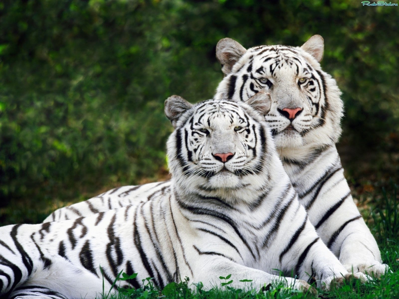 animals, tigers Panoramic Wallpaper