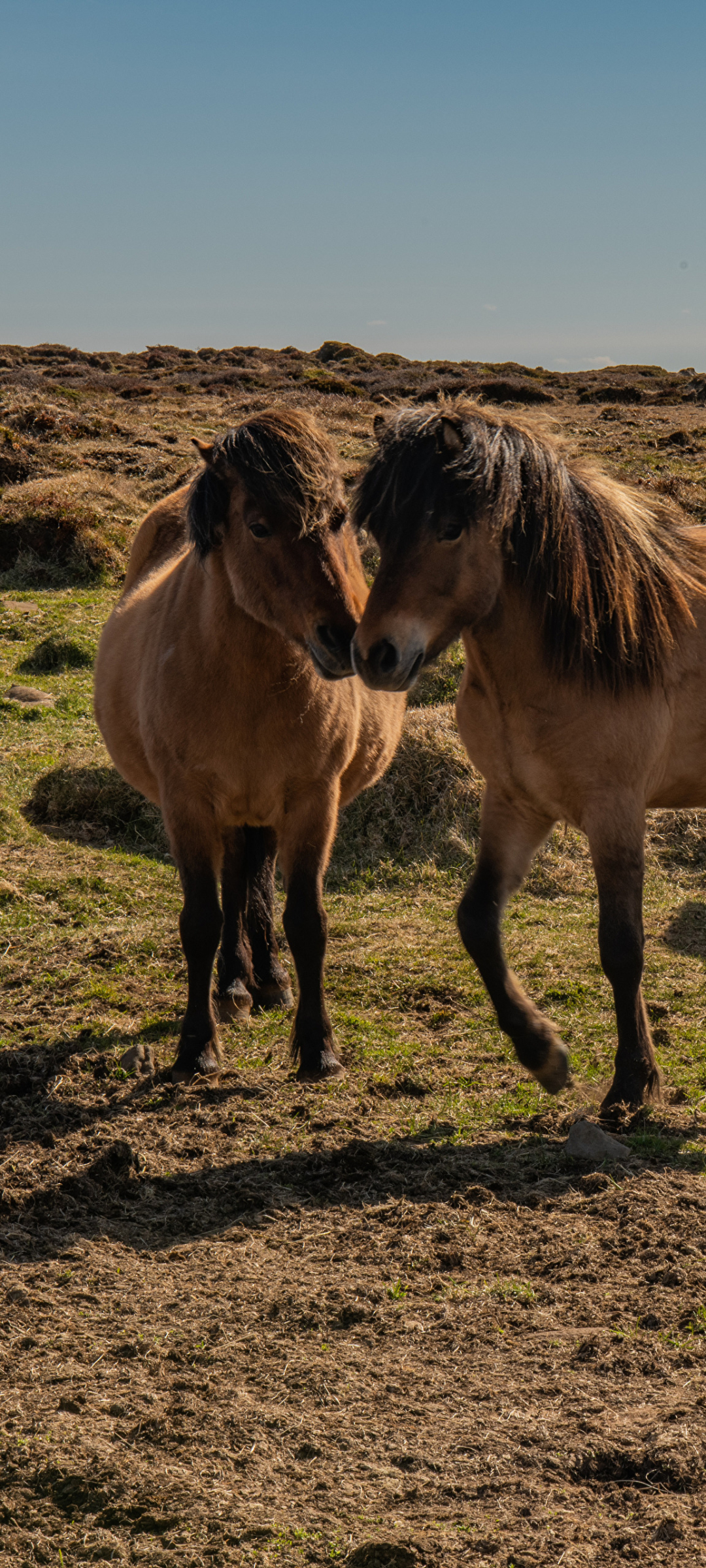 Baixar papel de parede para celular de Animais, Cavalo gratuito.