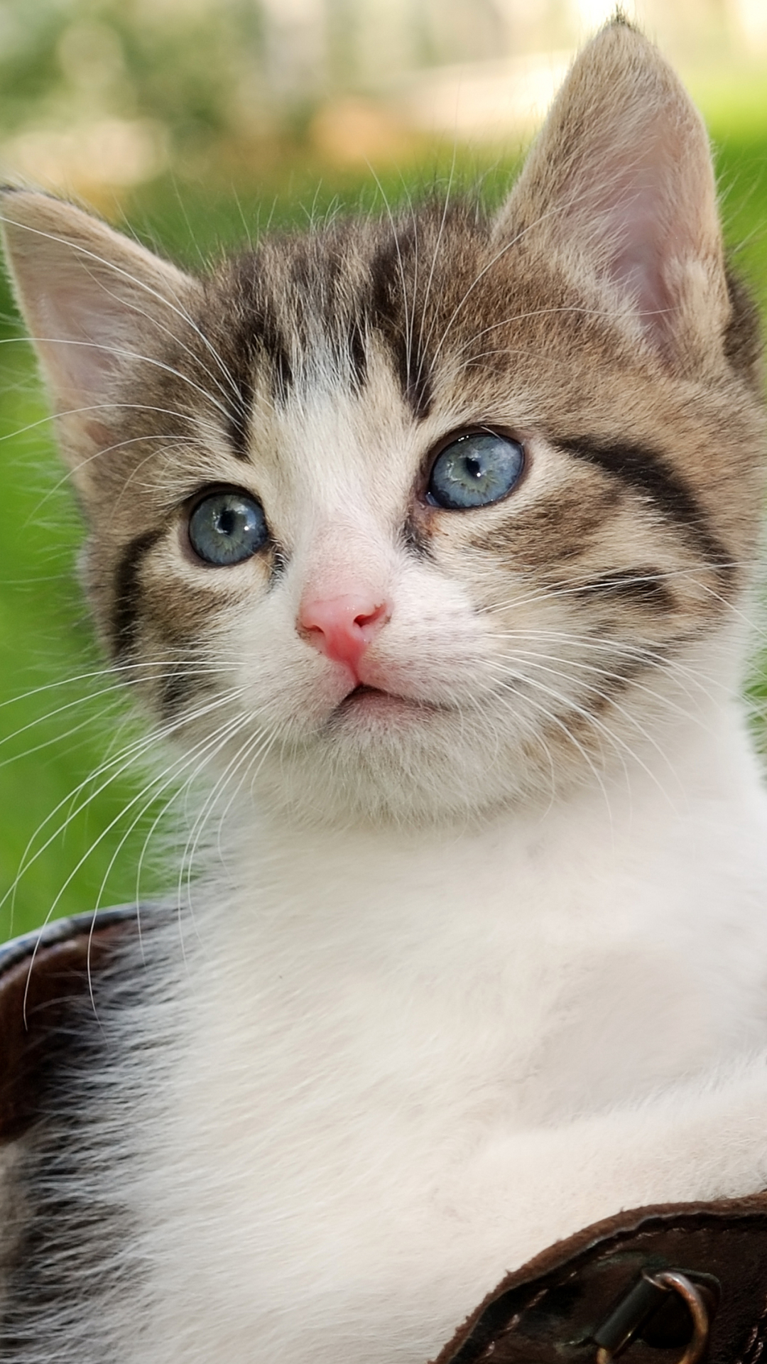 無料モバイル壁紙動物, ネコ, 猫, 子猫をダウンロードします。