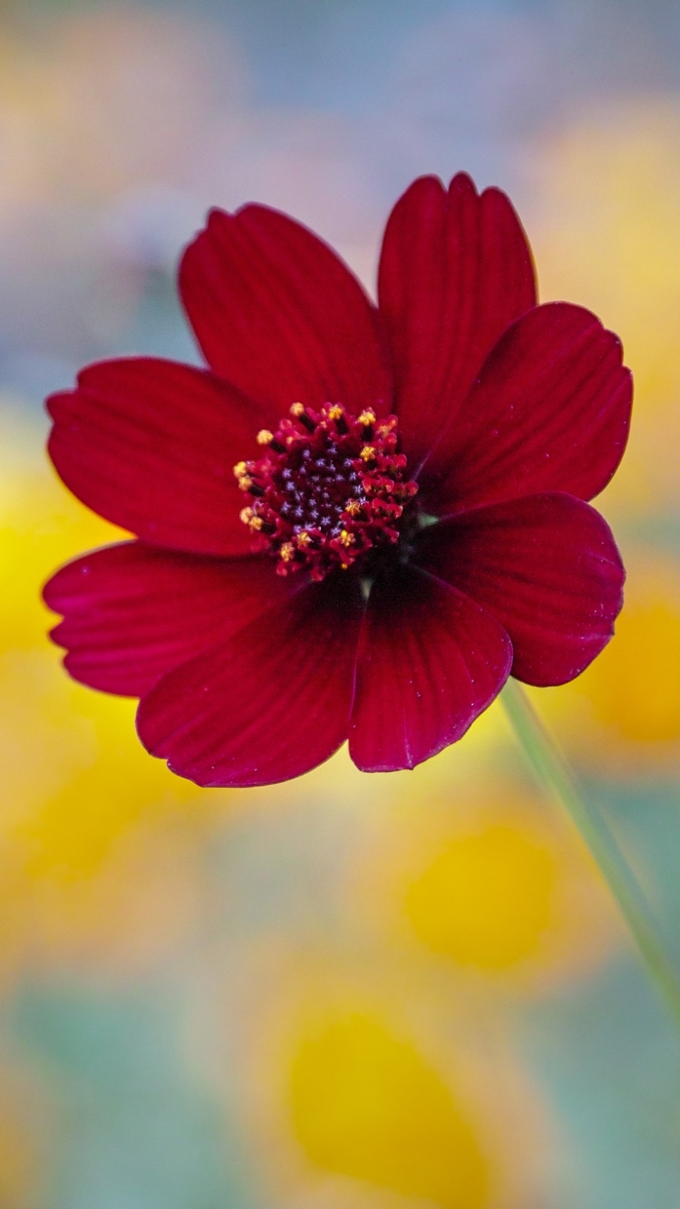 Download mobile wallpaper Nature, Flowers, Flower, Blur, Close Up, Earth, Red Flower for free.